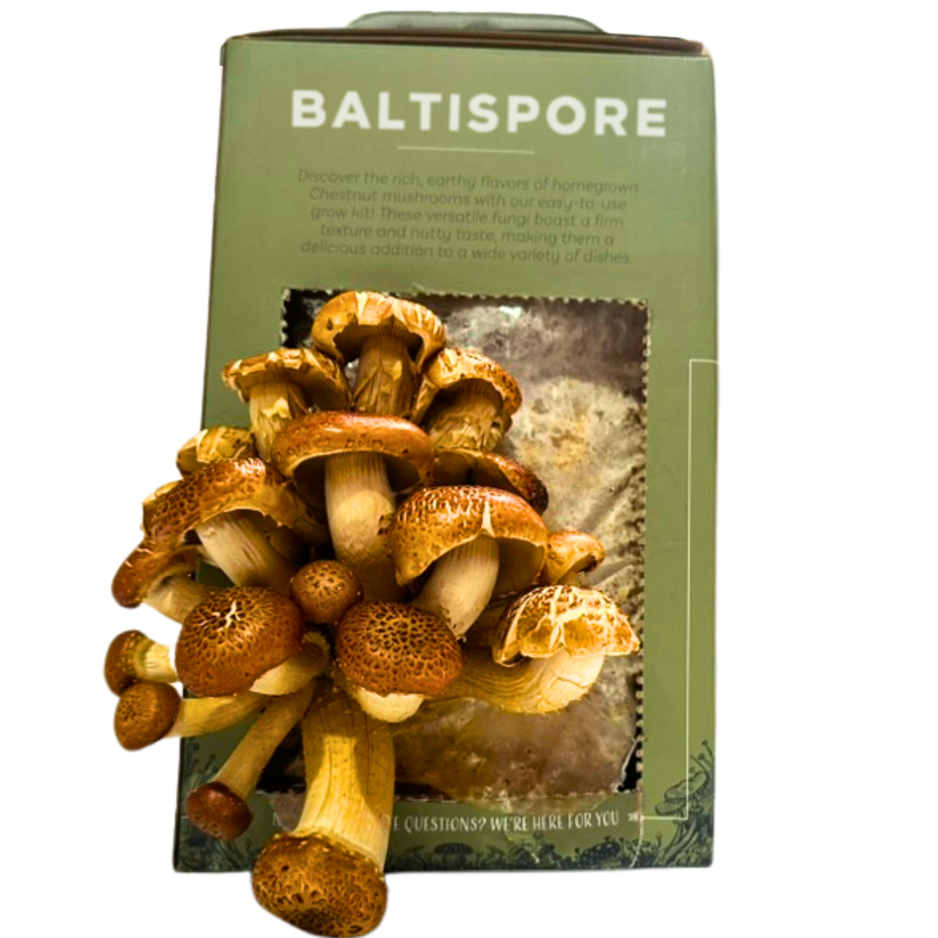 Chestnut “Ready-To-Fruit” Mushroom Grow Kit - My American Goods