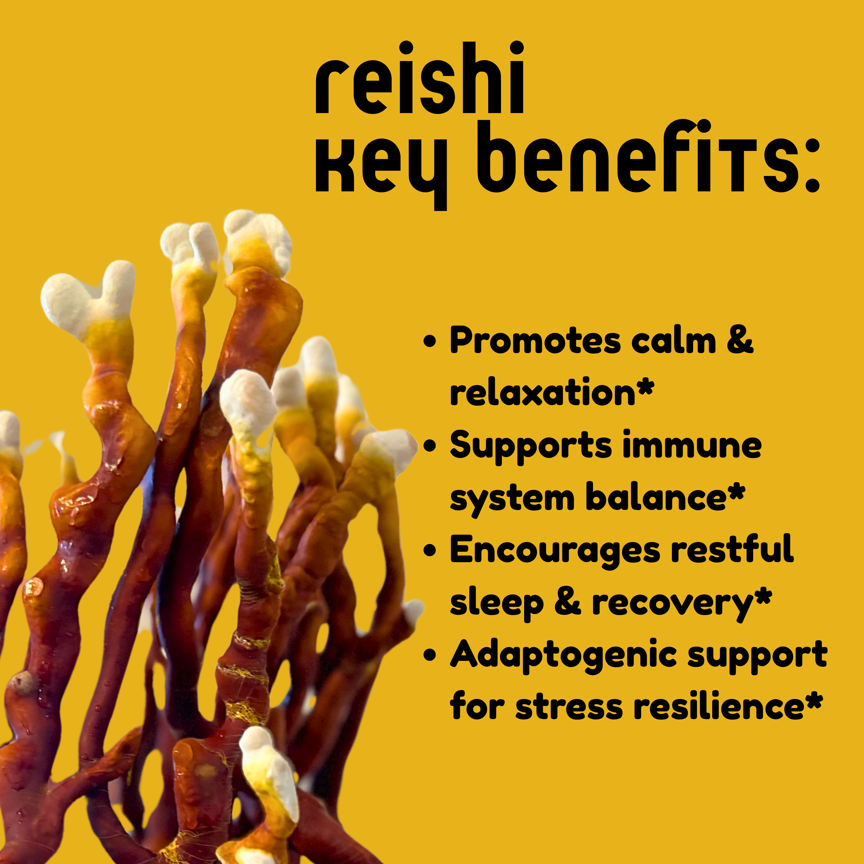 Reishi Mushroom Tincture - My American Goods