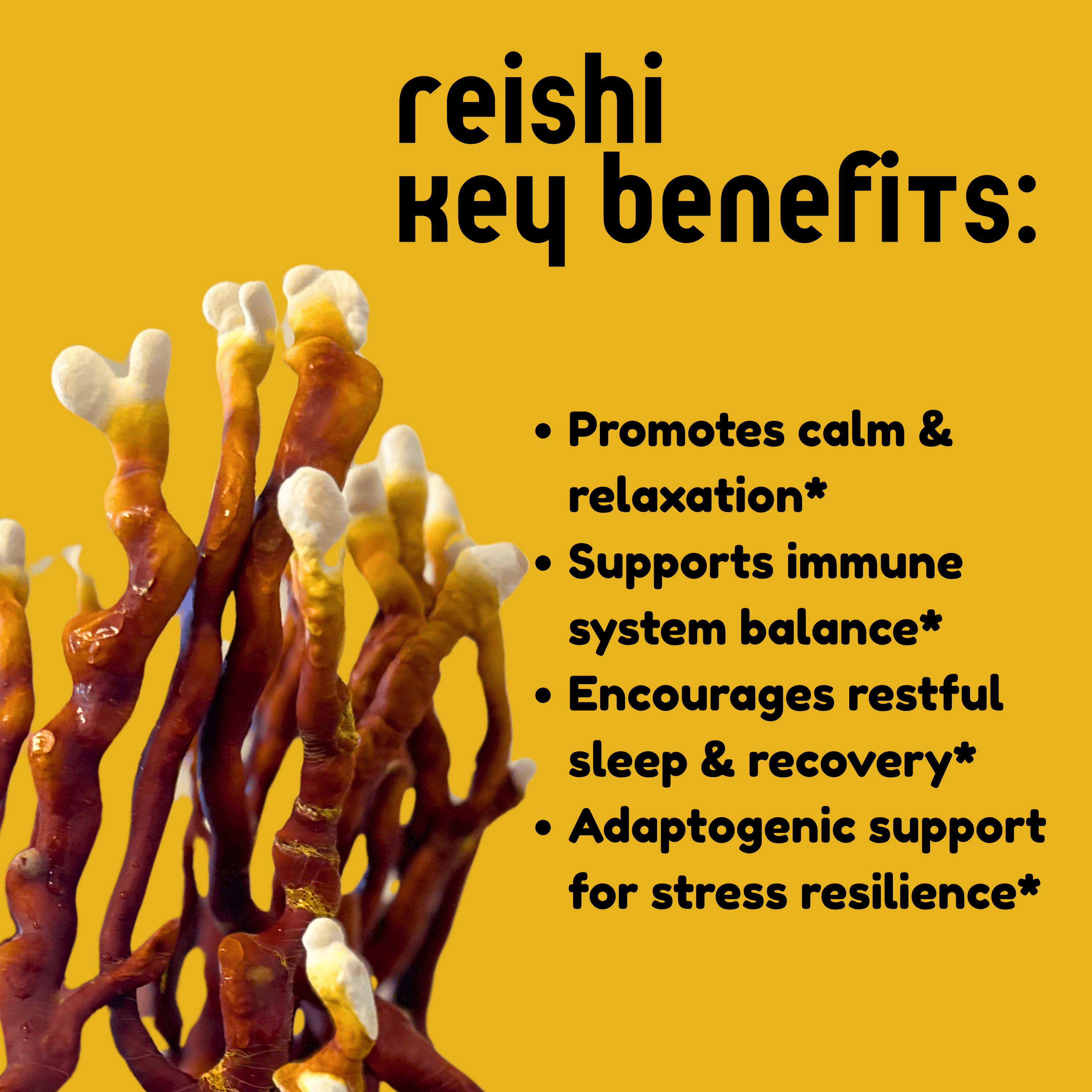 Reishi Mushroom Tincture - My American Goods