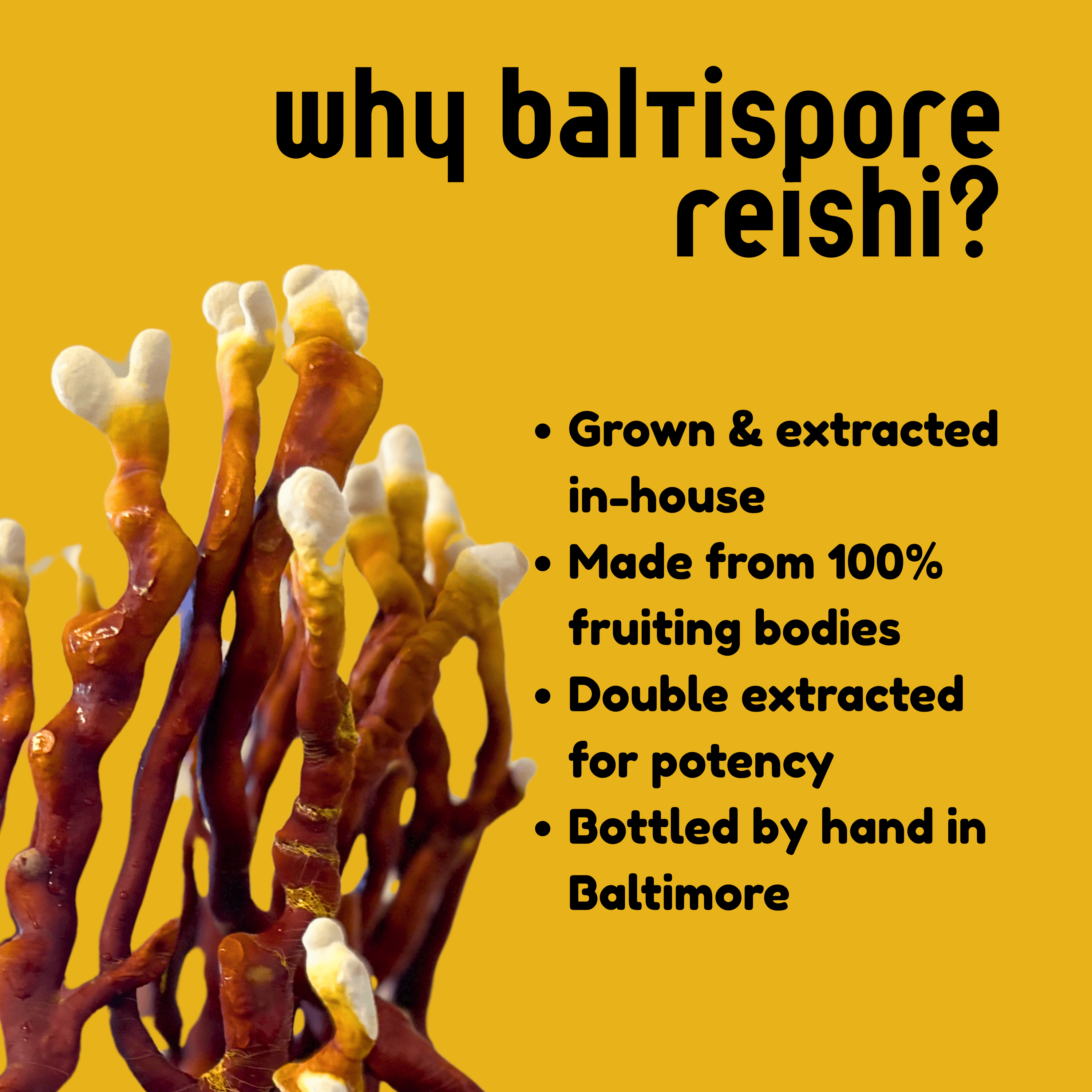 BaltiSpore Tincture Reishi Mushroom Tincture