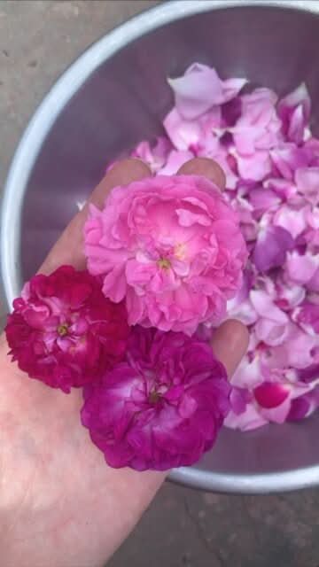 Super Moisturizer - Face Cream - My American Goods