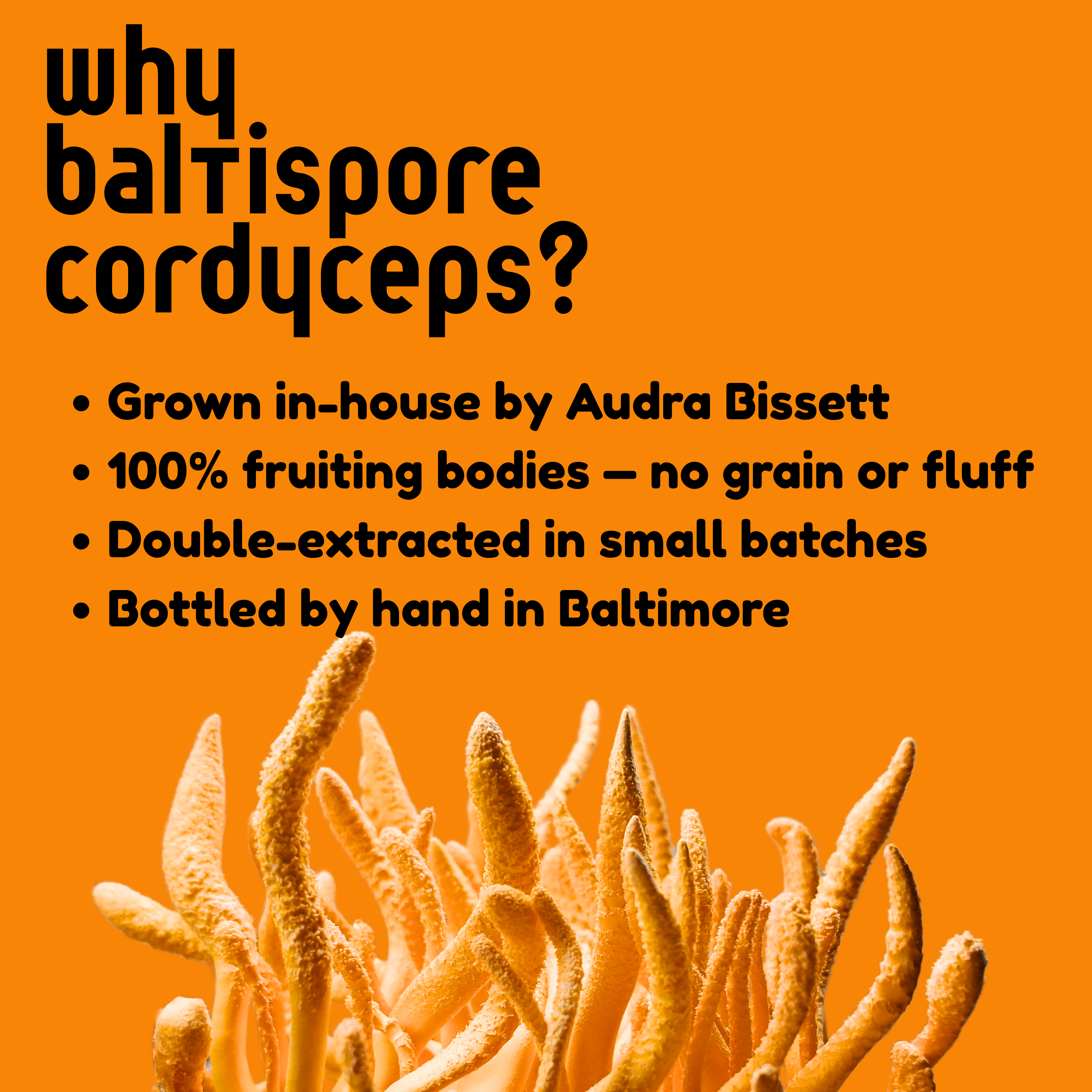 Cordyceps Mushroom Tincture - My American Goods