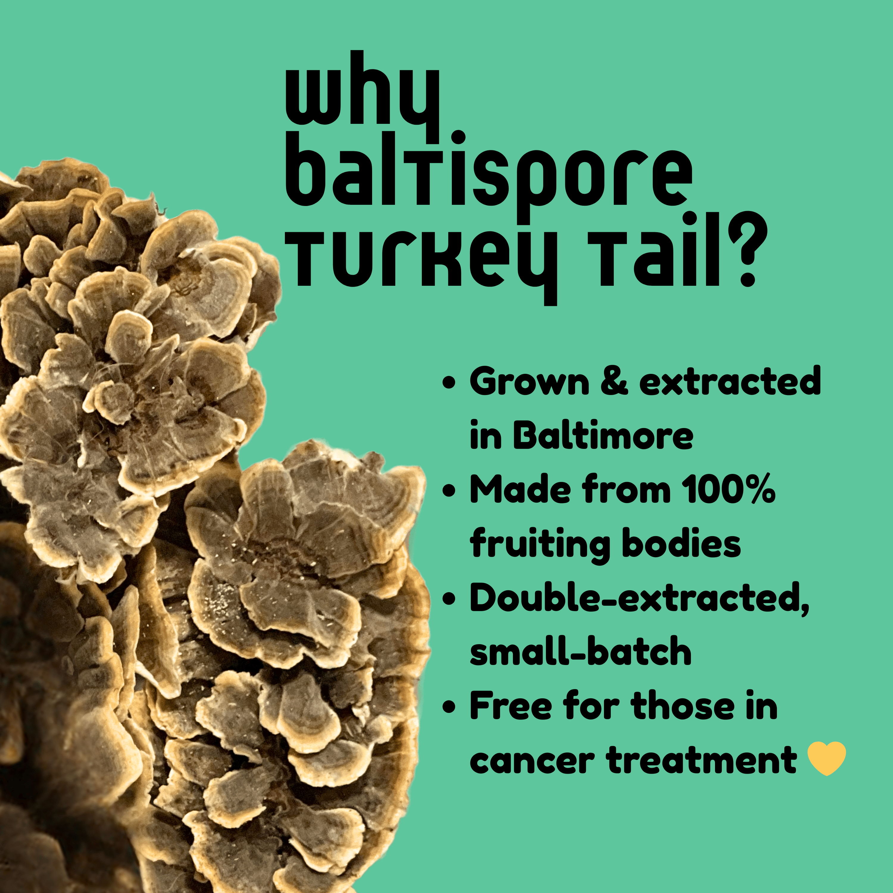 BaltiSpore Tincture Turkey Tail Mushroom Tincture
