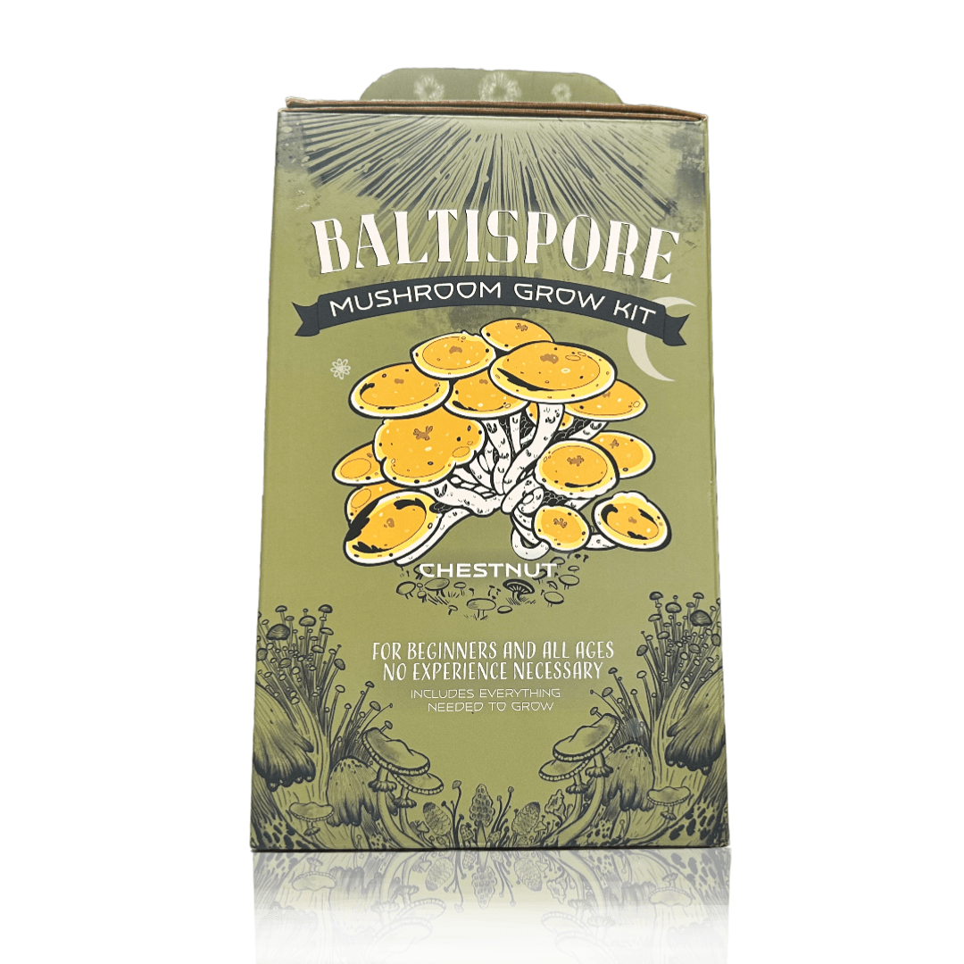 BaltiSpore Chestnut “Ready-To-Fruit” Mushroom Grow Kit