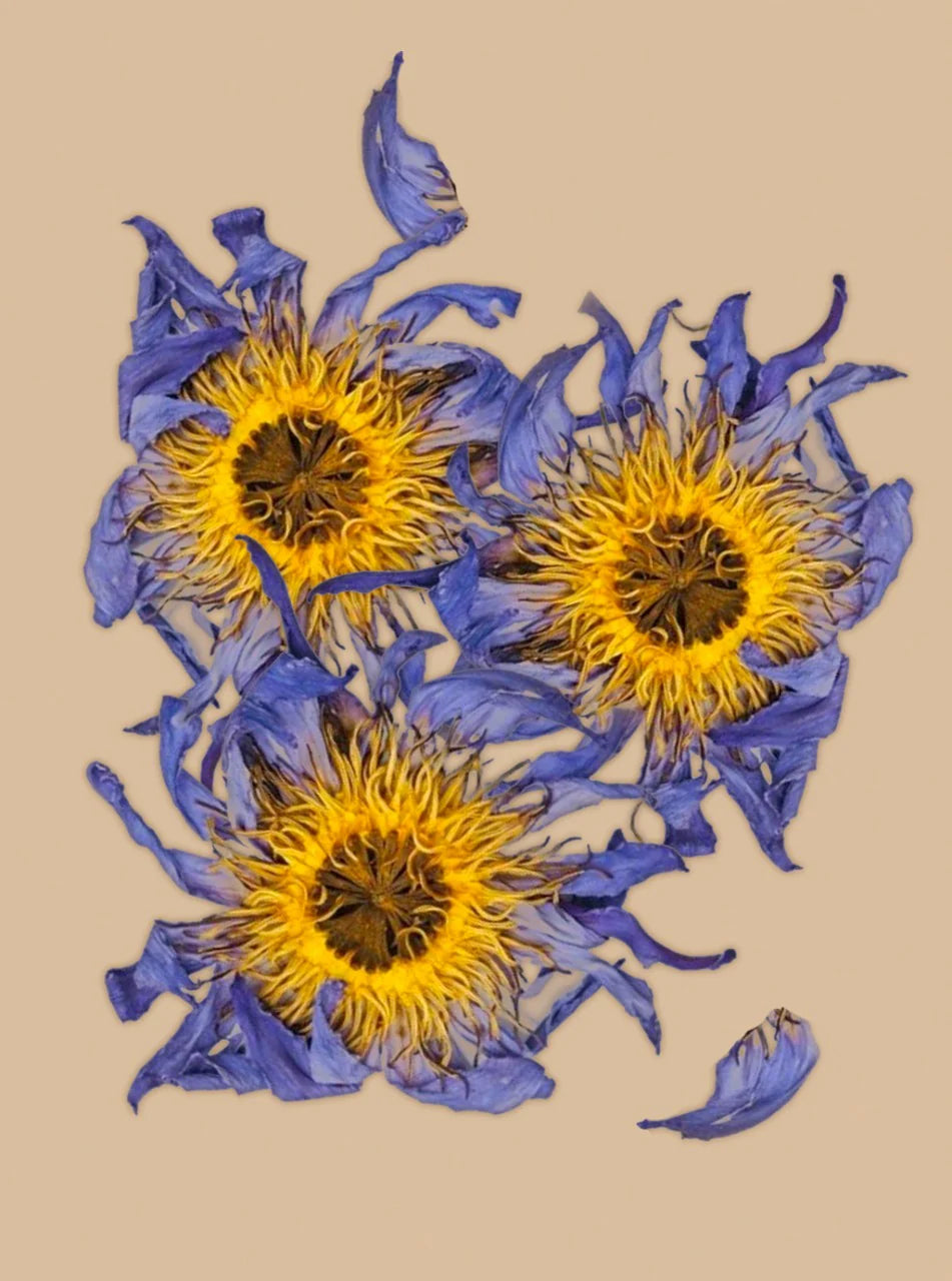 WHOLE BLUE FLOWERS | Blossoms of Intuition*