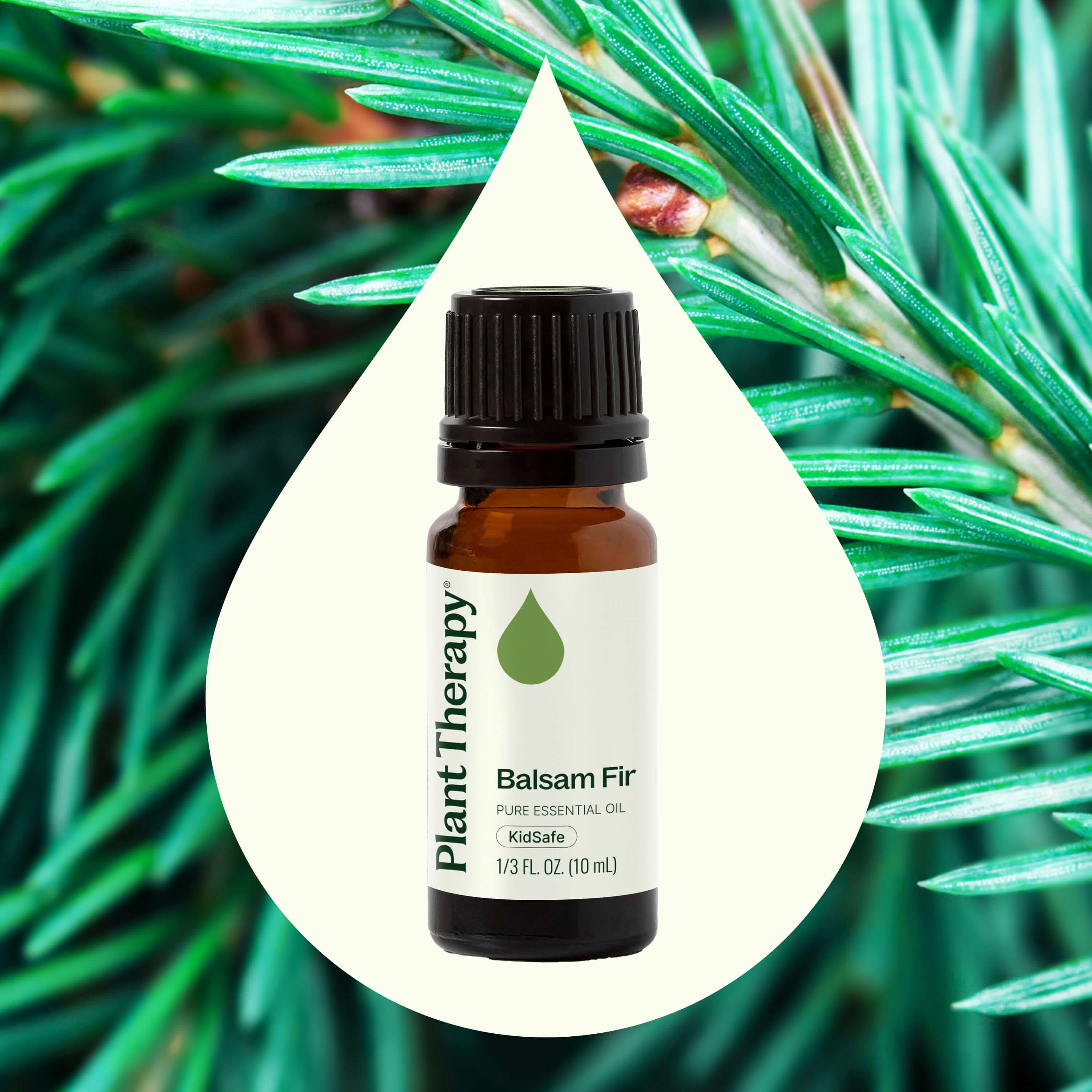 Balsam Fir Essential Oil - My American Goods