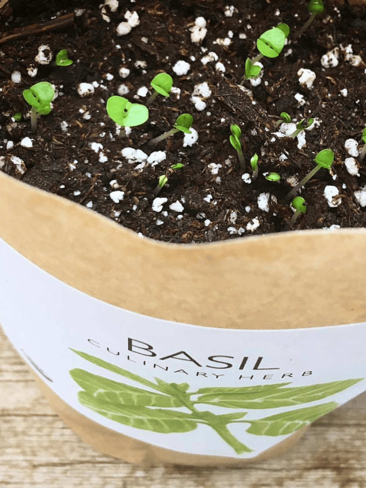 Ash & Rose plant kit Garden in a Bag - Herbs