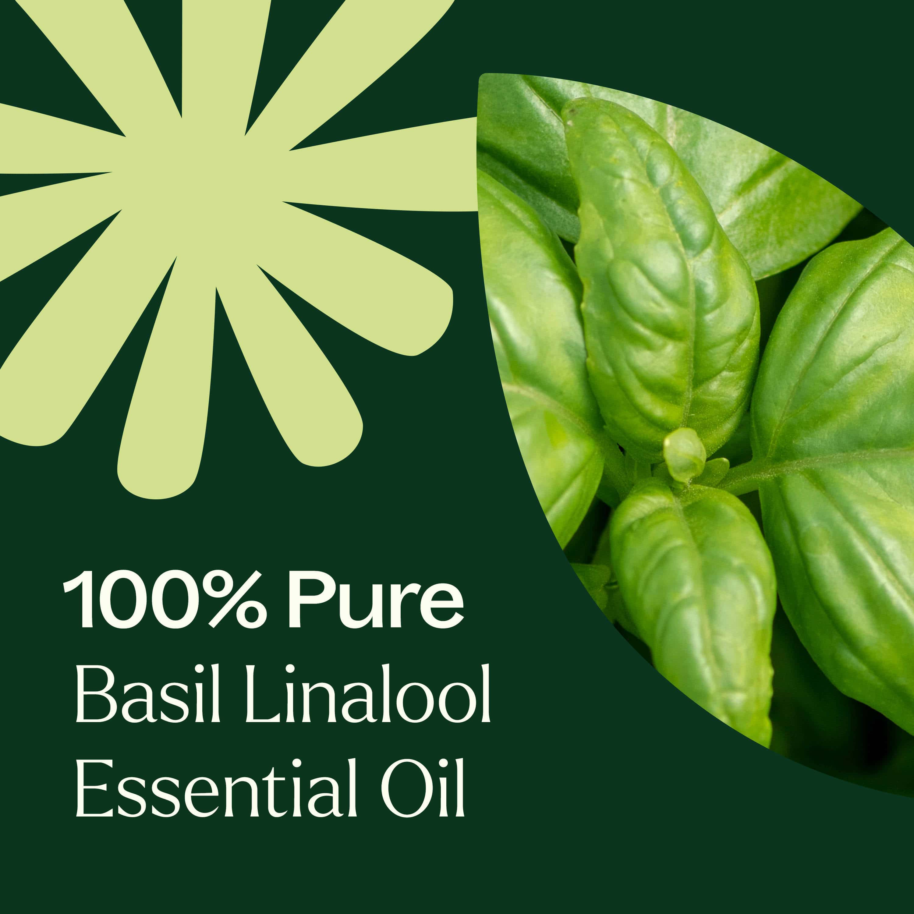 Plant Therapy Essential Oil 10 mL Basil Linalool Essential Oil