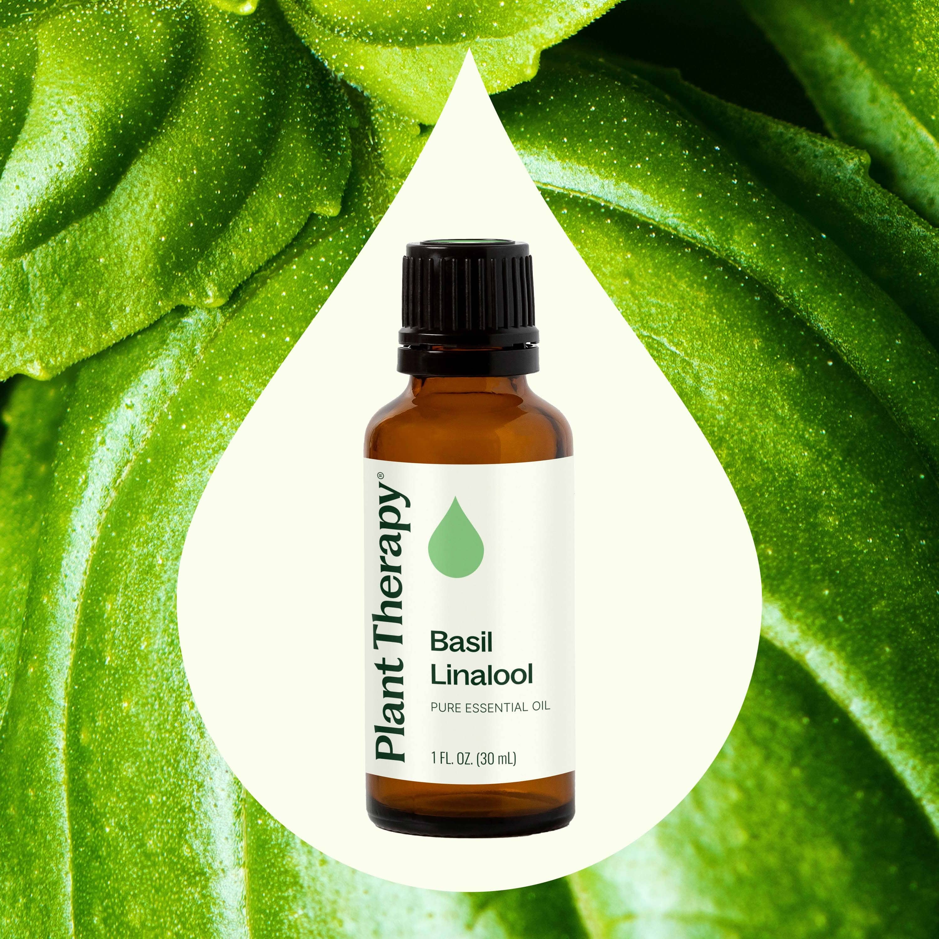 Plant Therapy Essential Oil 10 mL Basil Linalool Essential Oil