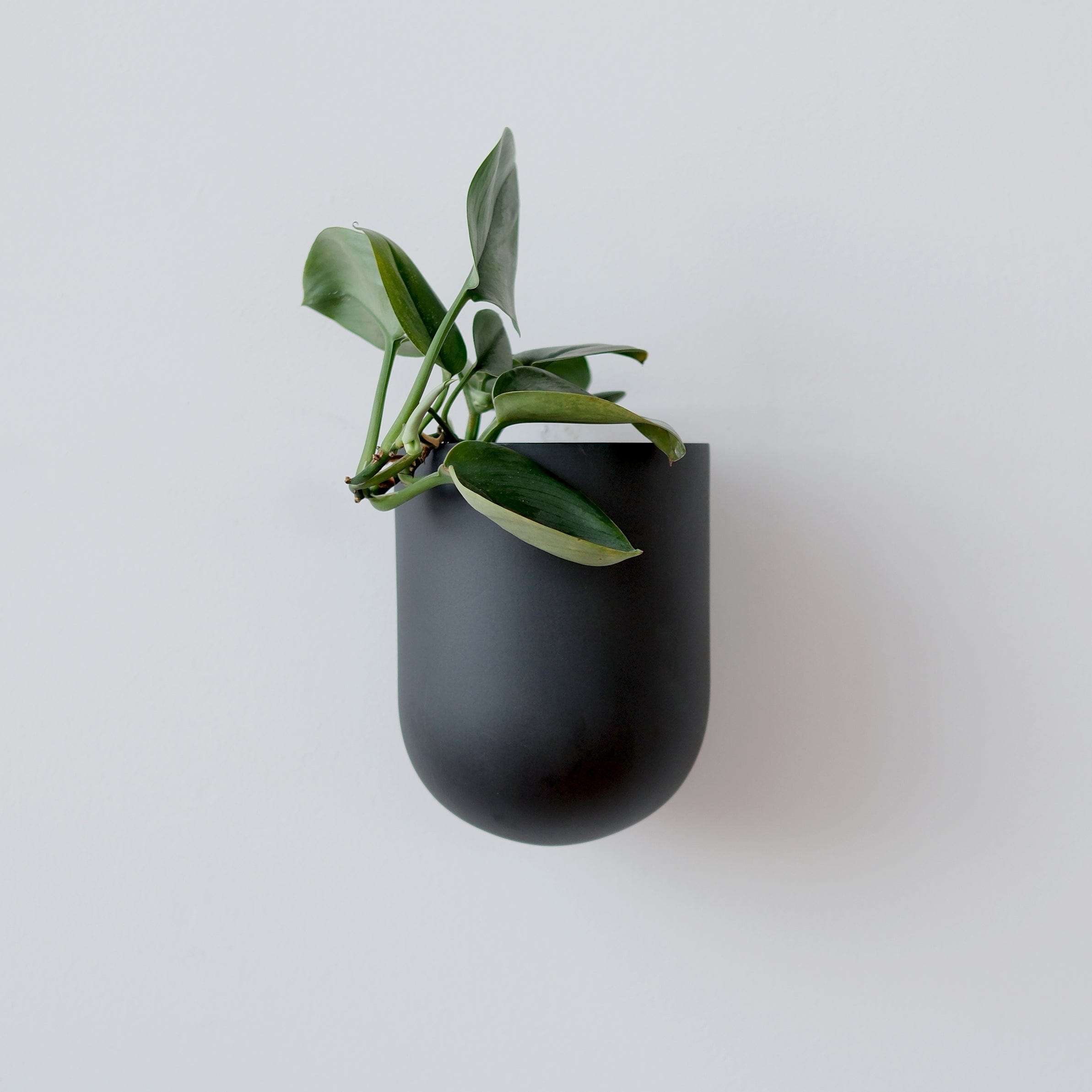 Misewell Pots & Planters Black Bender Wall Planter