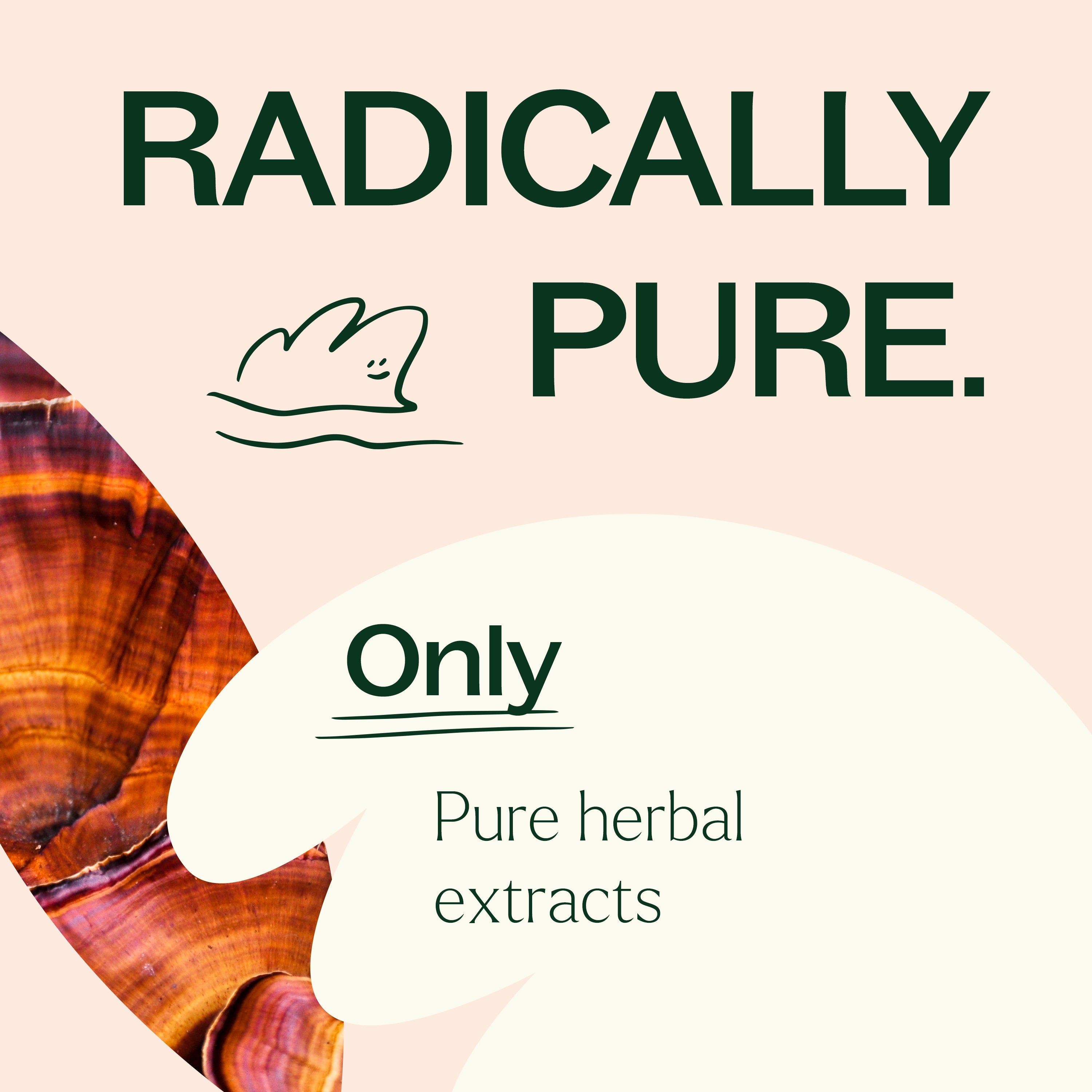 Brain Mushroom Blend – 4 Mushroom Formula - My American Goods