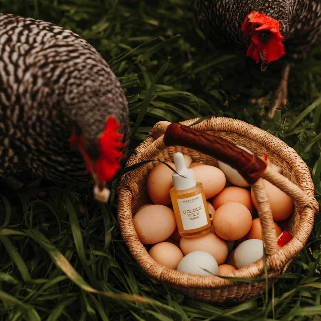 Golden Yolk Serum - My American Goods