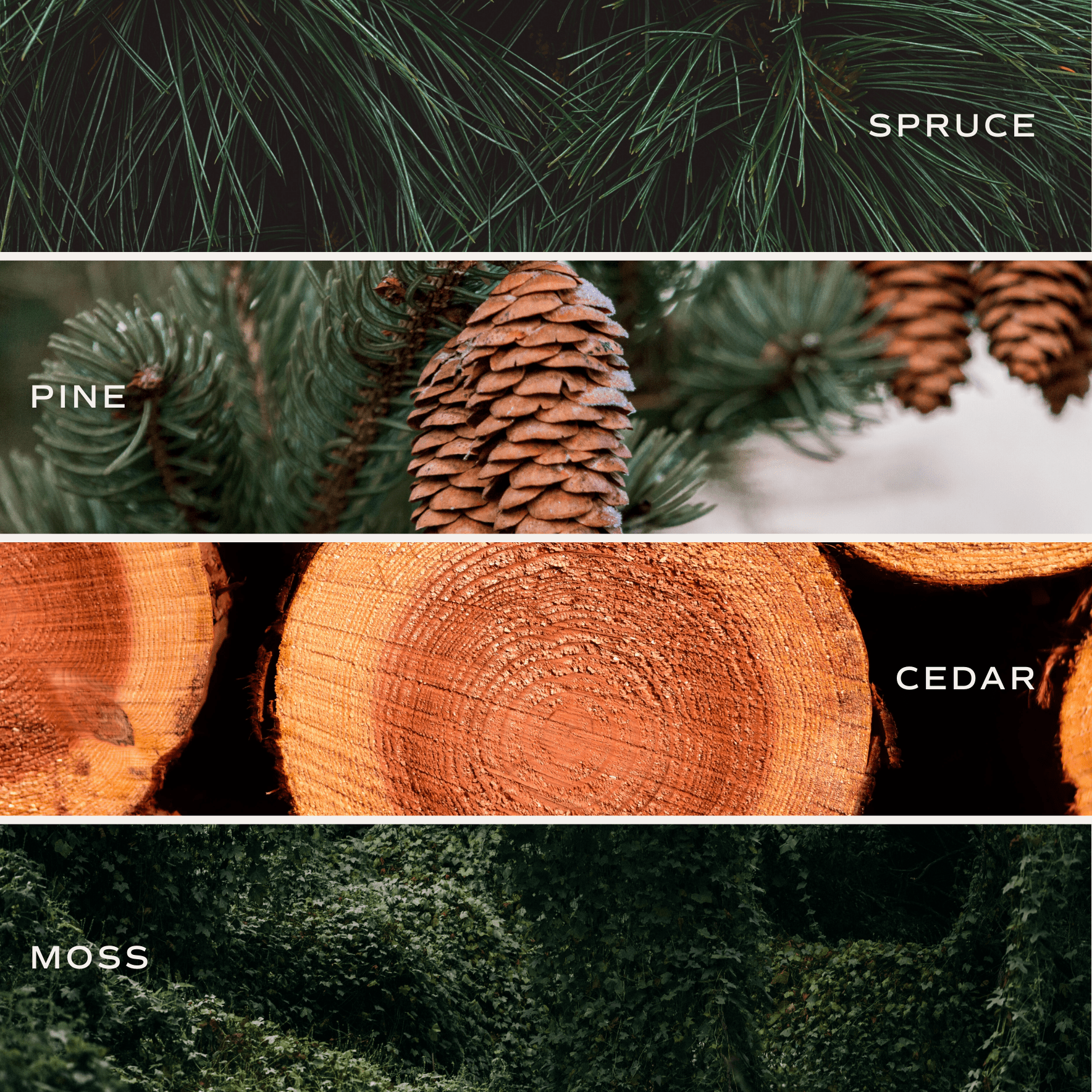 Sweet Water Decor Reed Diffusers Christmas Tree Clear Reed Diffuser