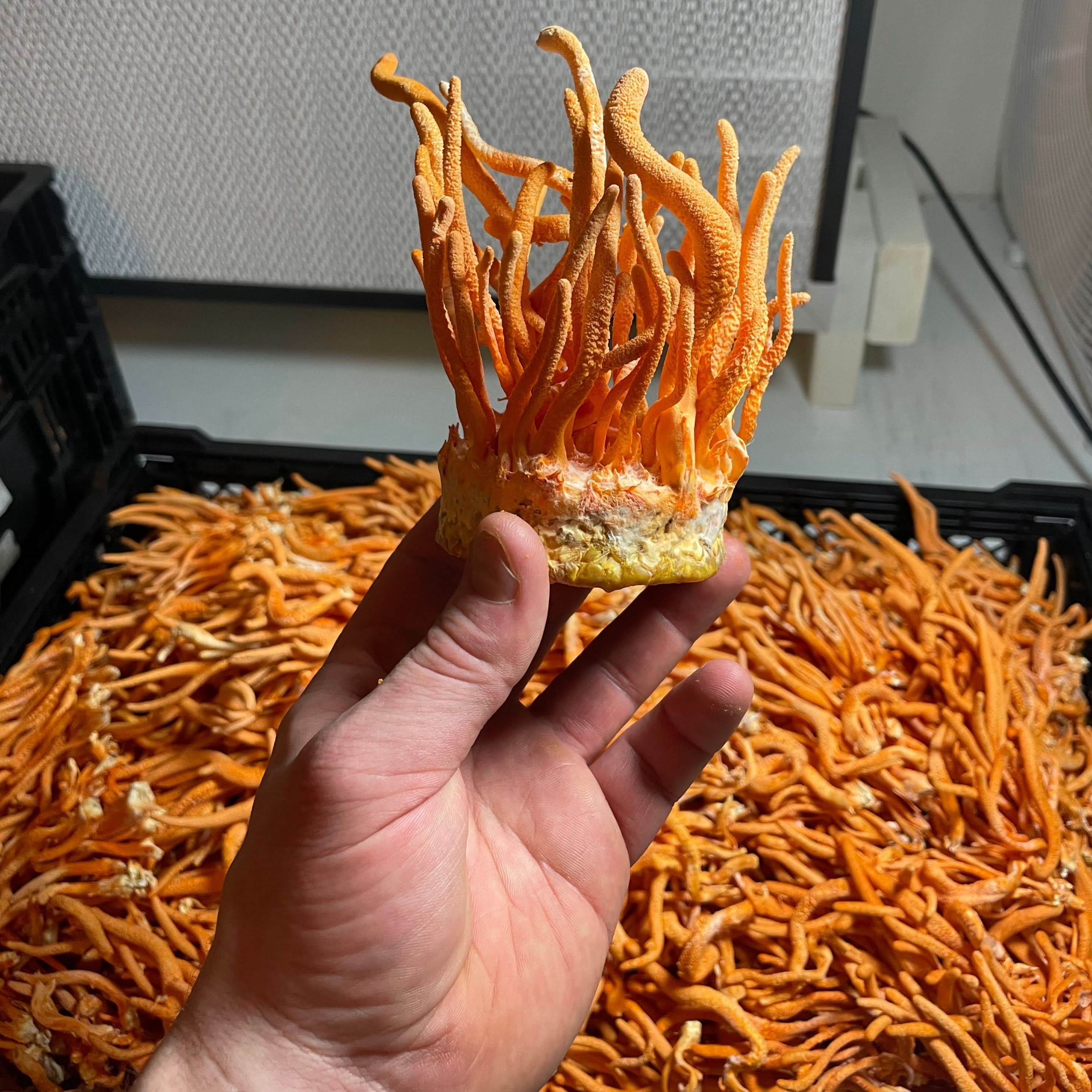 Cordyceps Dual Extract Tincture - My American Goods