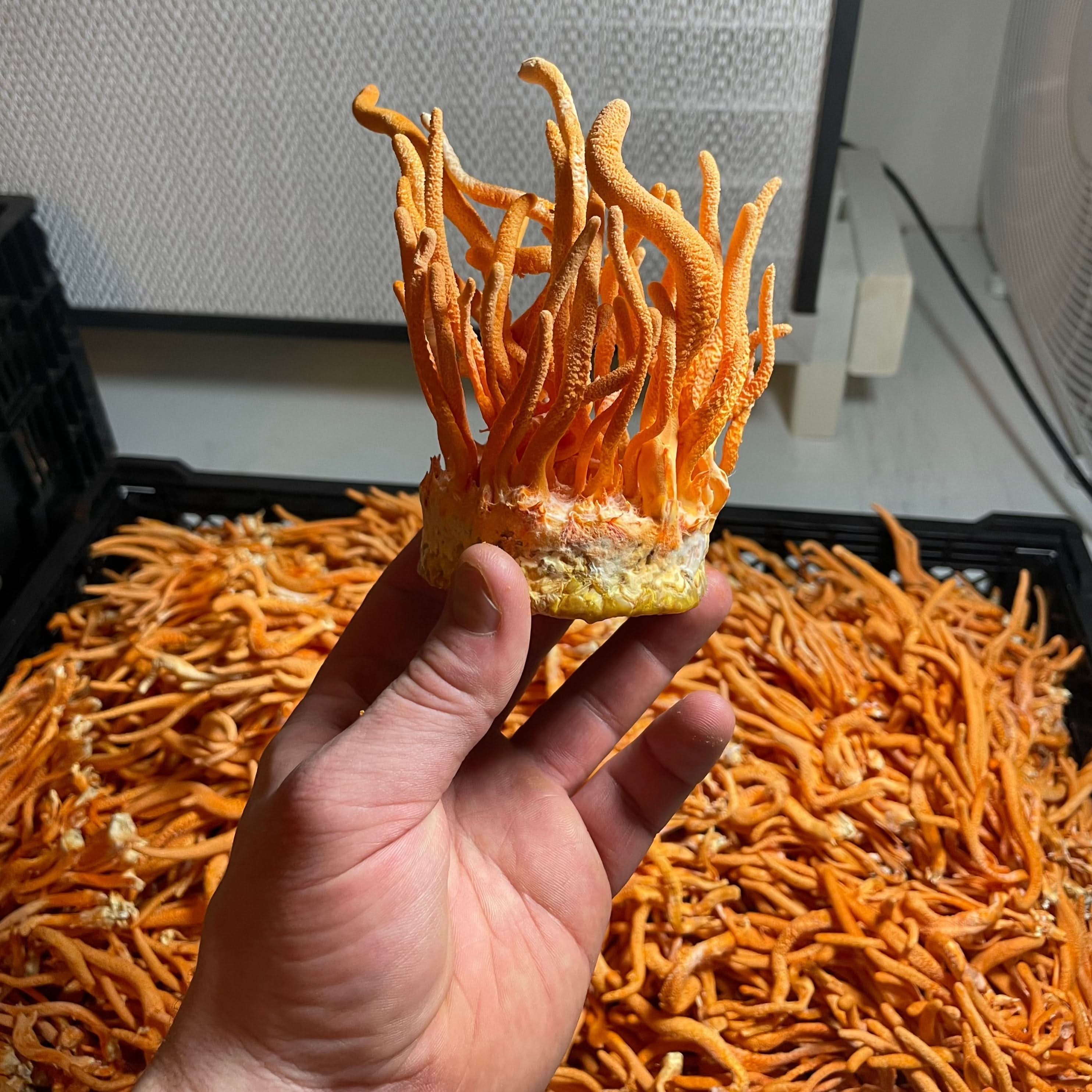 Hodgins Harvest Mushroom Extracts Lion&