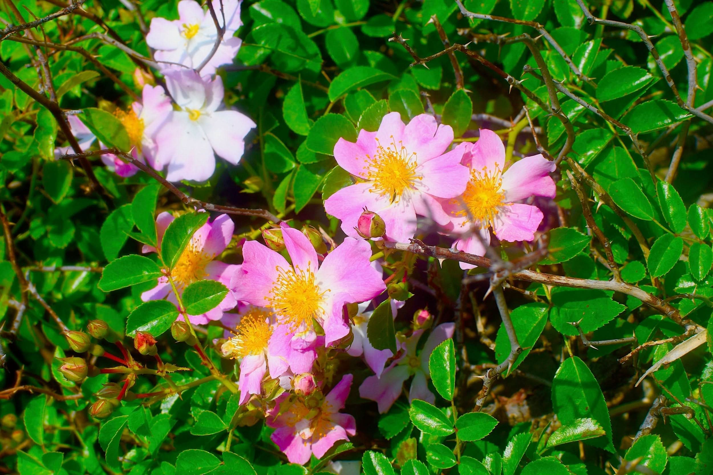 Strawberry Dreamsicle Lip Balm Scrub - My American Goods