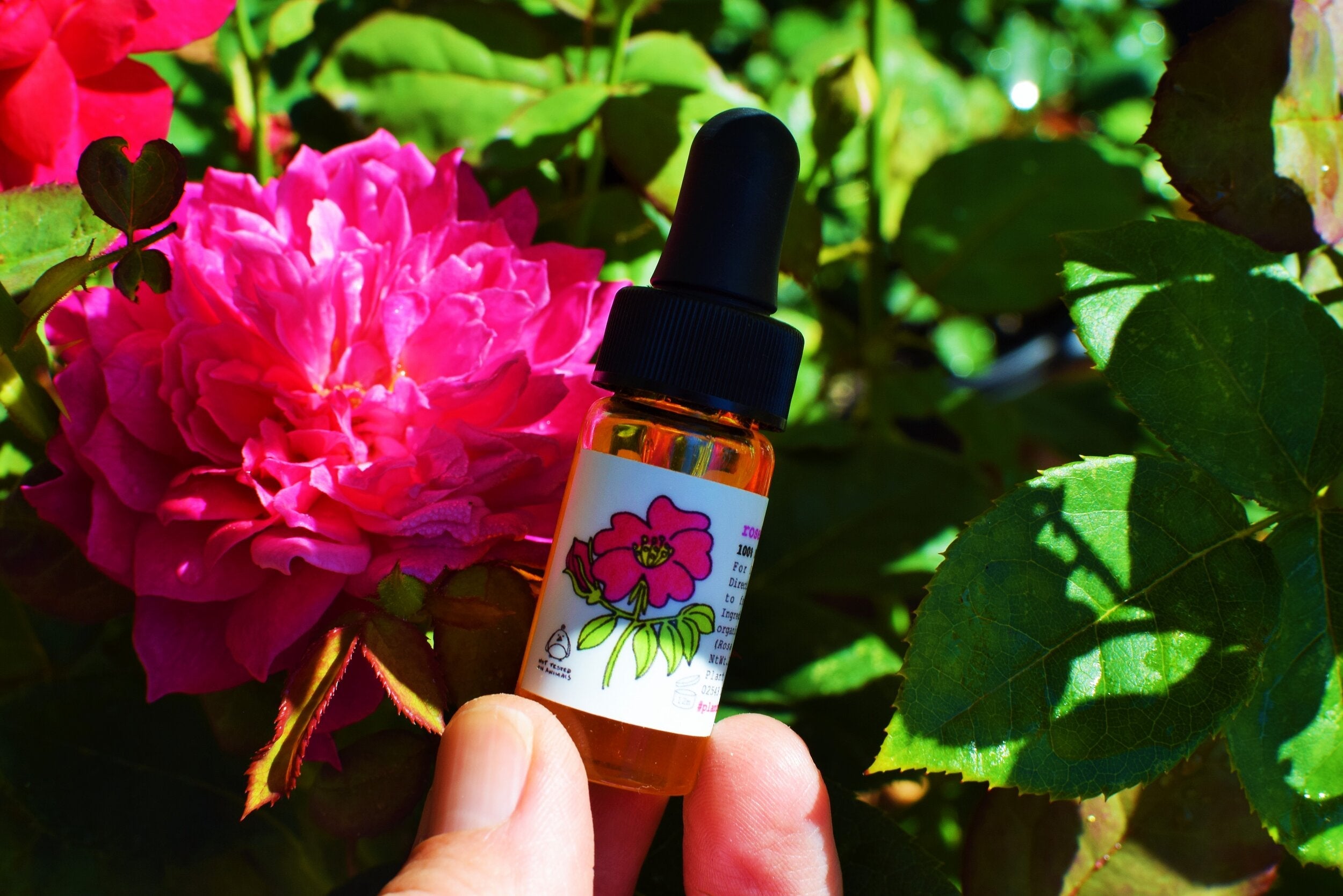 Rosehip Seed Oil - My American Goods