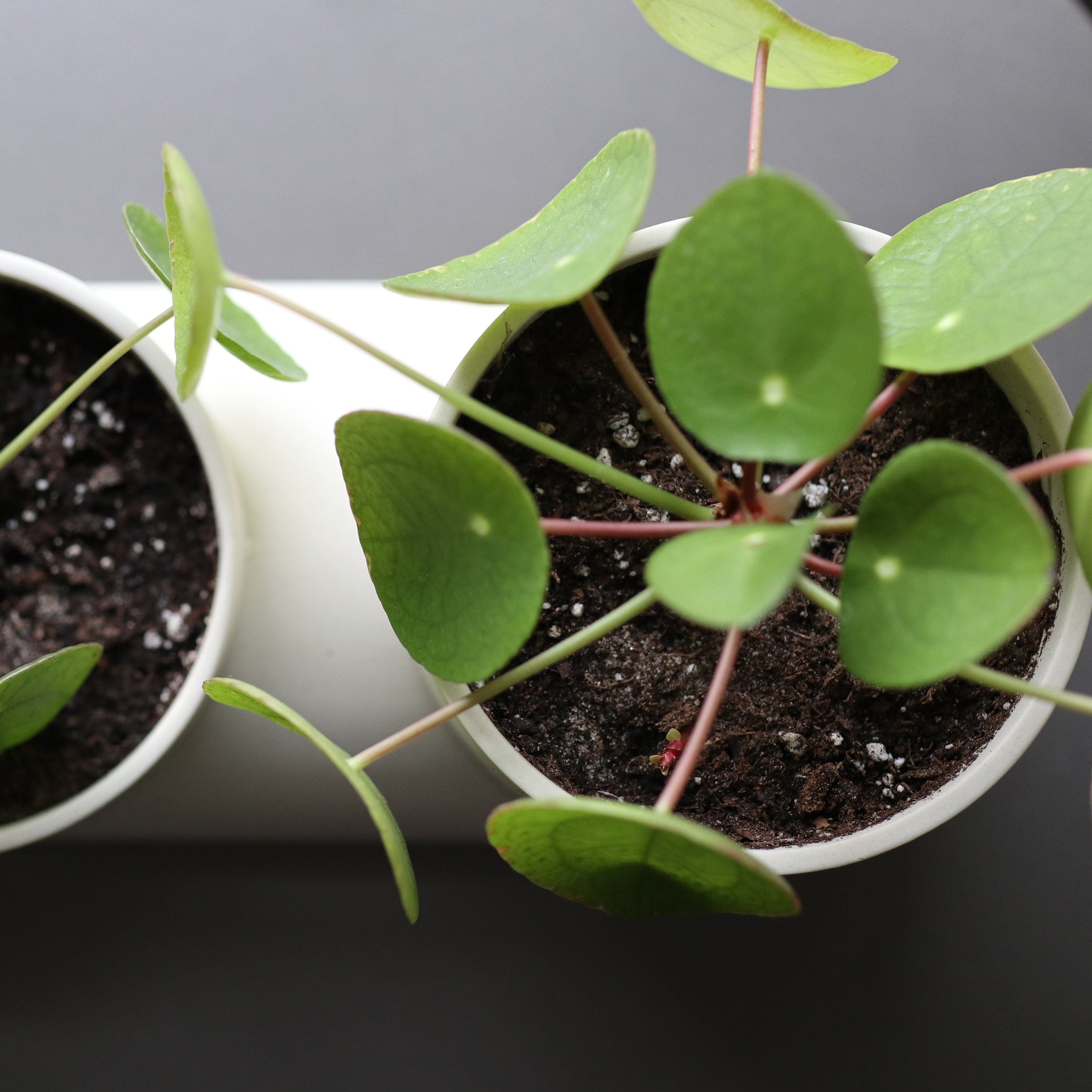Misewell Pots & Planters Double Planter
