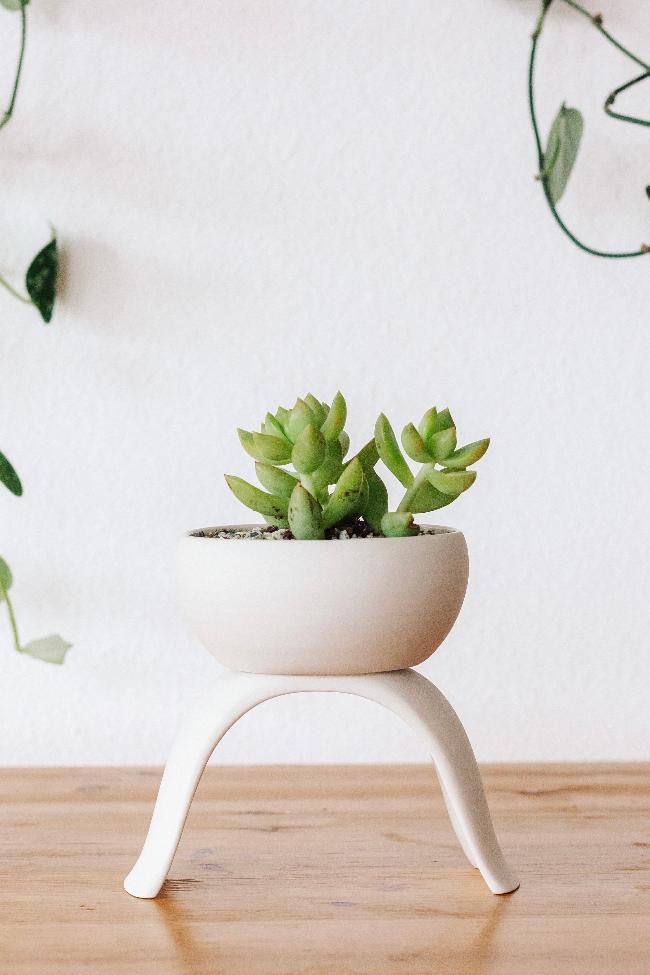 Carter + Rose Home & Garden Small Shallow Ceramic Footed Plant Pots