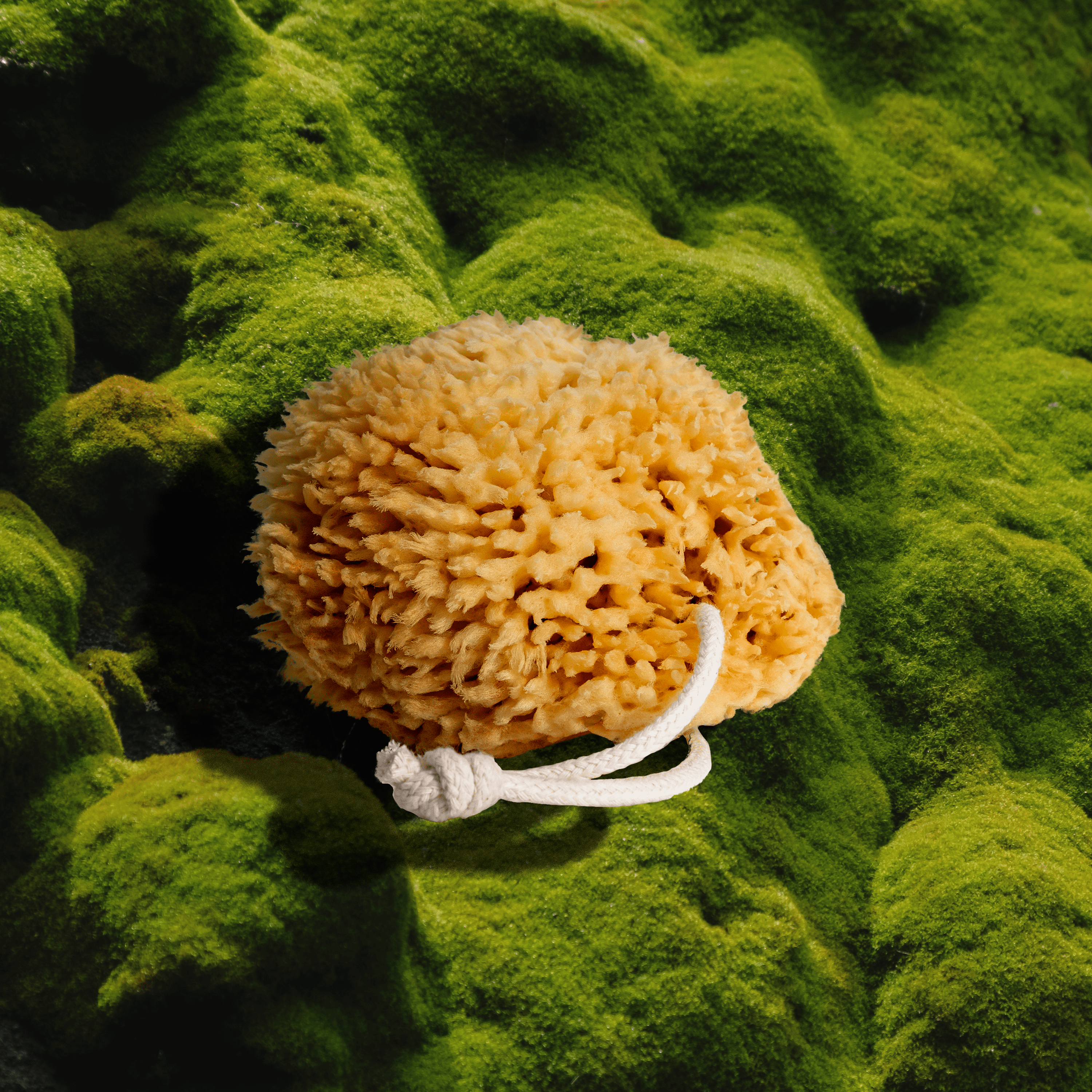 Sea Wool Sponge - My American Goods