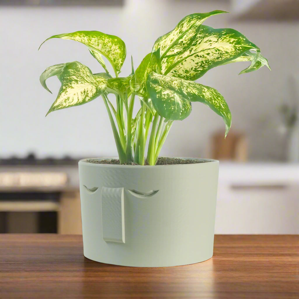 Minimal Face Planter, Small Medium Large, With Drip Tray and Great Drainage - My American Goods