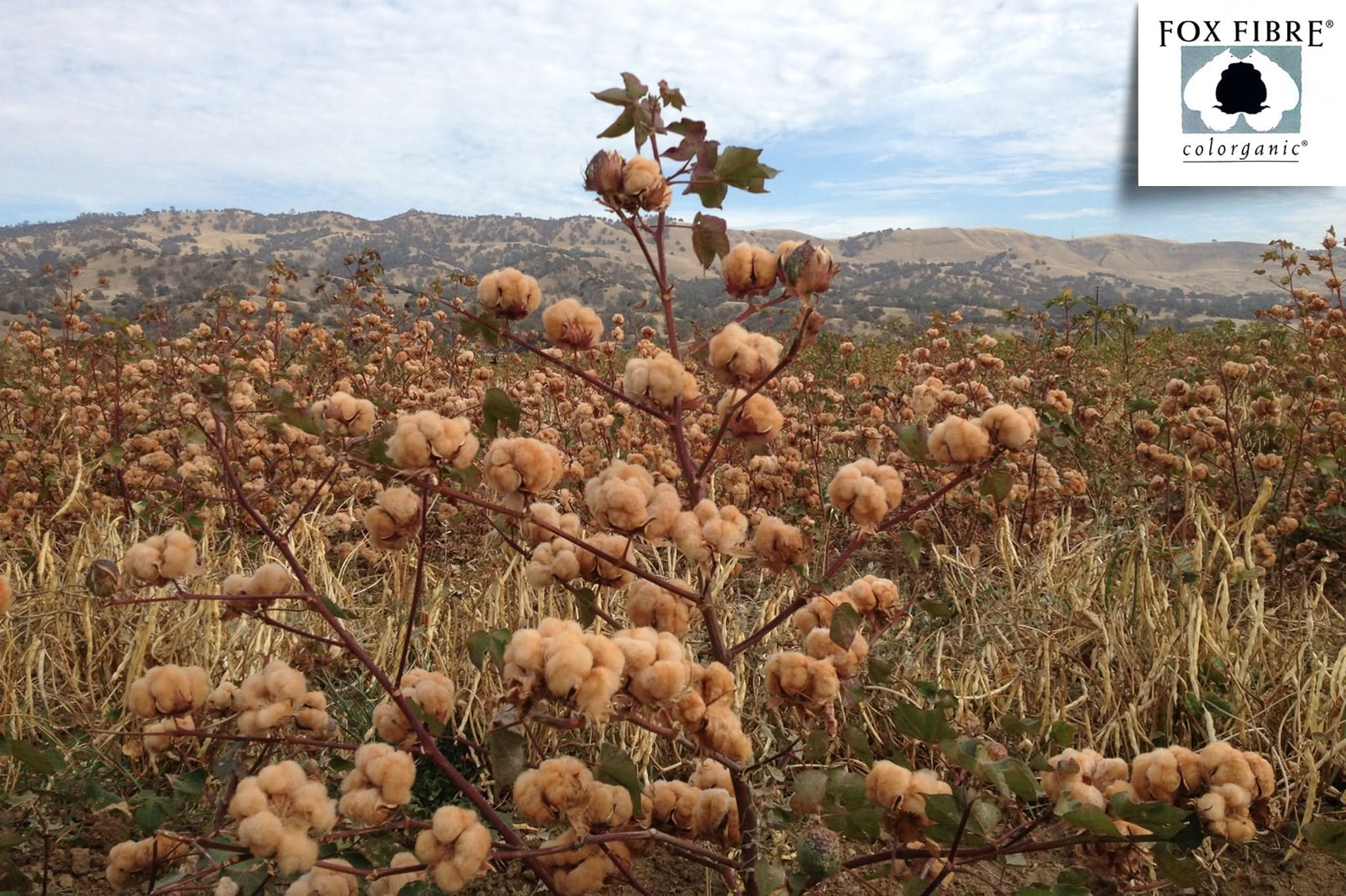 Colored Cotton Bed Pillowcases - My American Goods