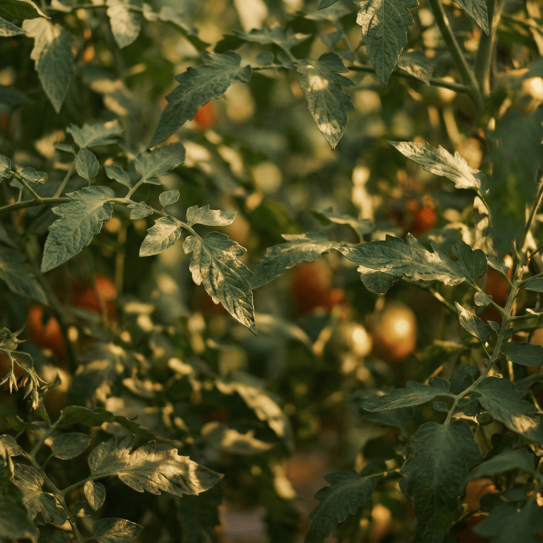 Outdoor Fellow Candles Tomato Vine Scented Candle