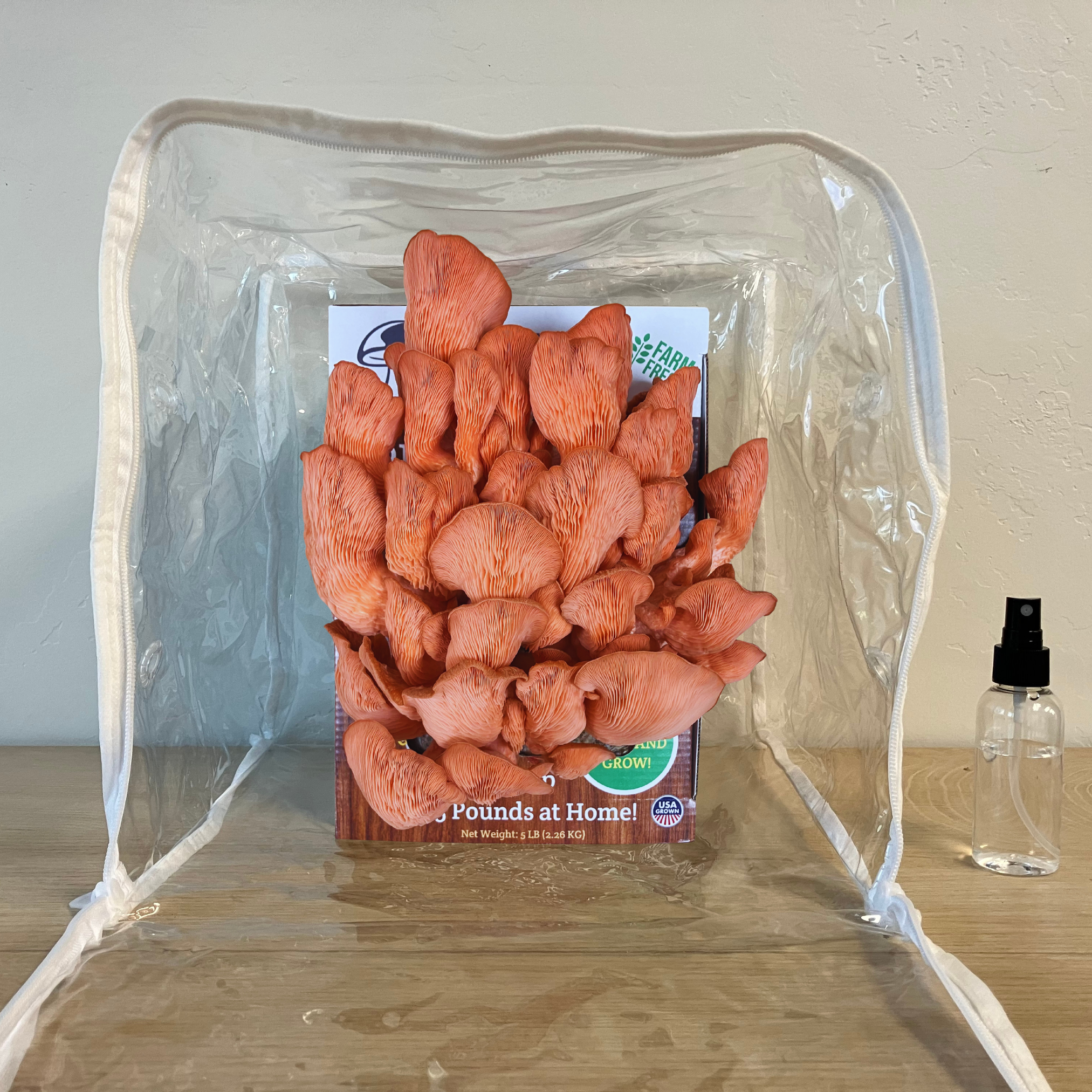 Premium Pink Oyster Mushroom Growing Kit - 5 LBS - My American Goods