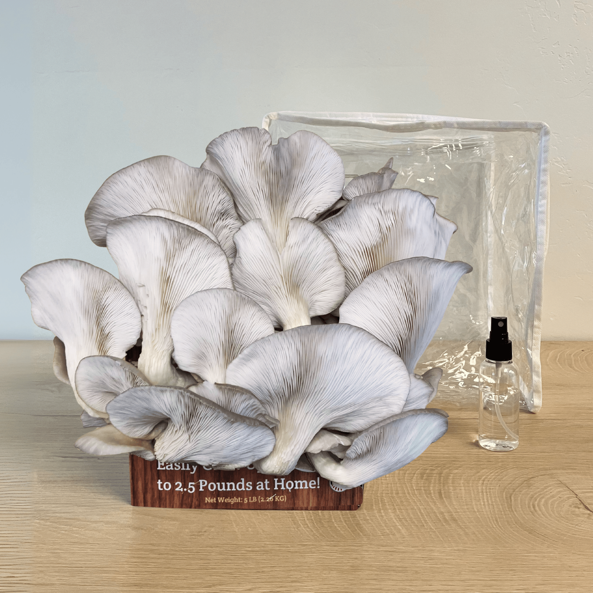 Premium Blue Oyster Mushroom Growing Kit - 5 LBS - My American Goods