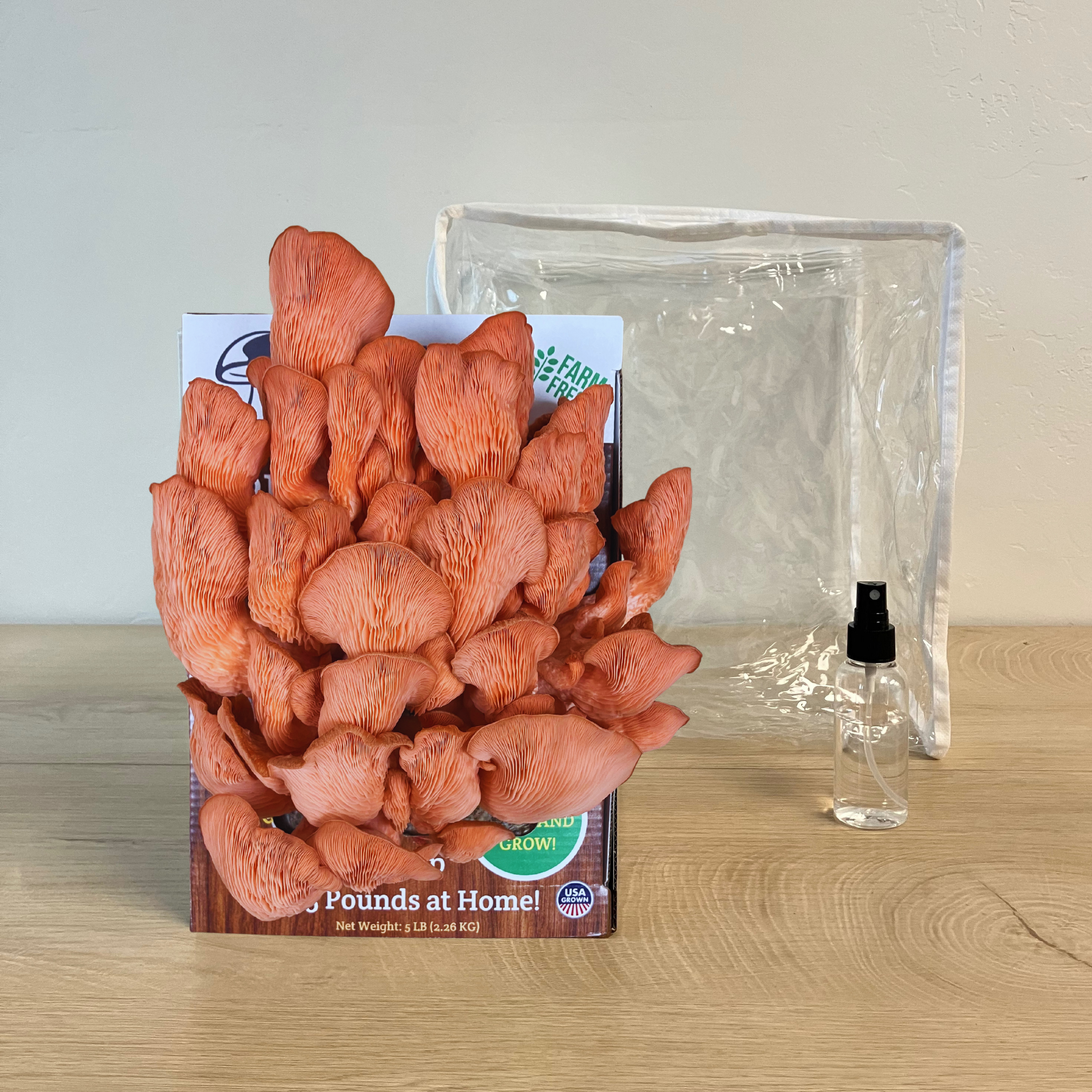 Premium Pink Oyster Mushroom Growing Kit - 5 LBS - My American Goods