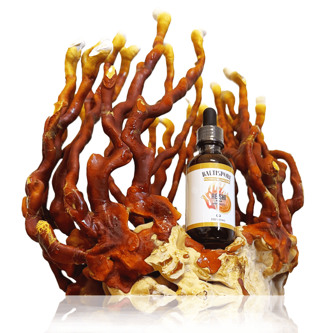 Reishi Mushroom Tincture - My American Goods
