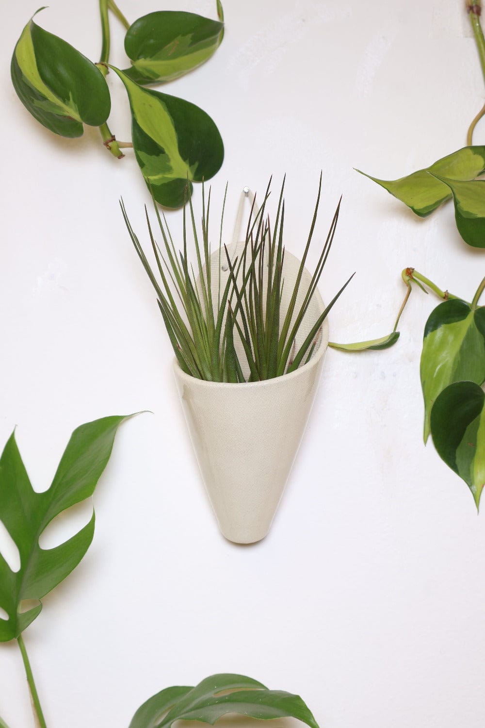 Carter + Rose Medium Ceramic Wall Planter