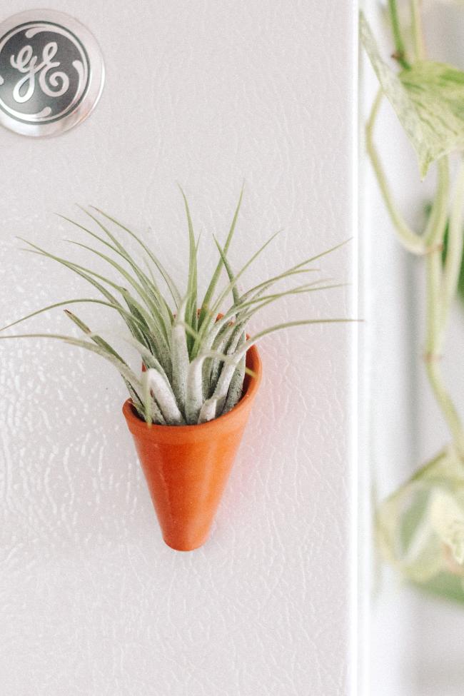 Carter + Rose Terracotta / With plant Mini Wall Planter Magnet