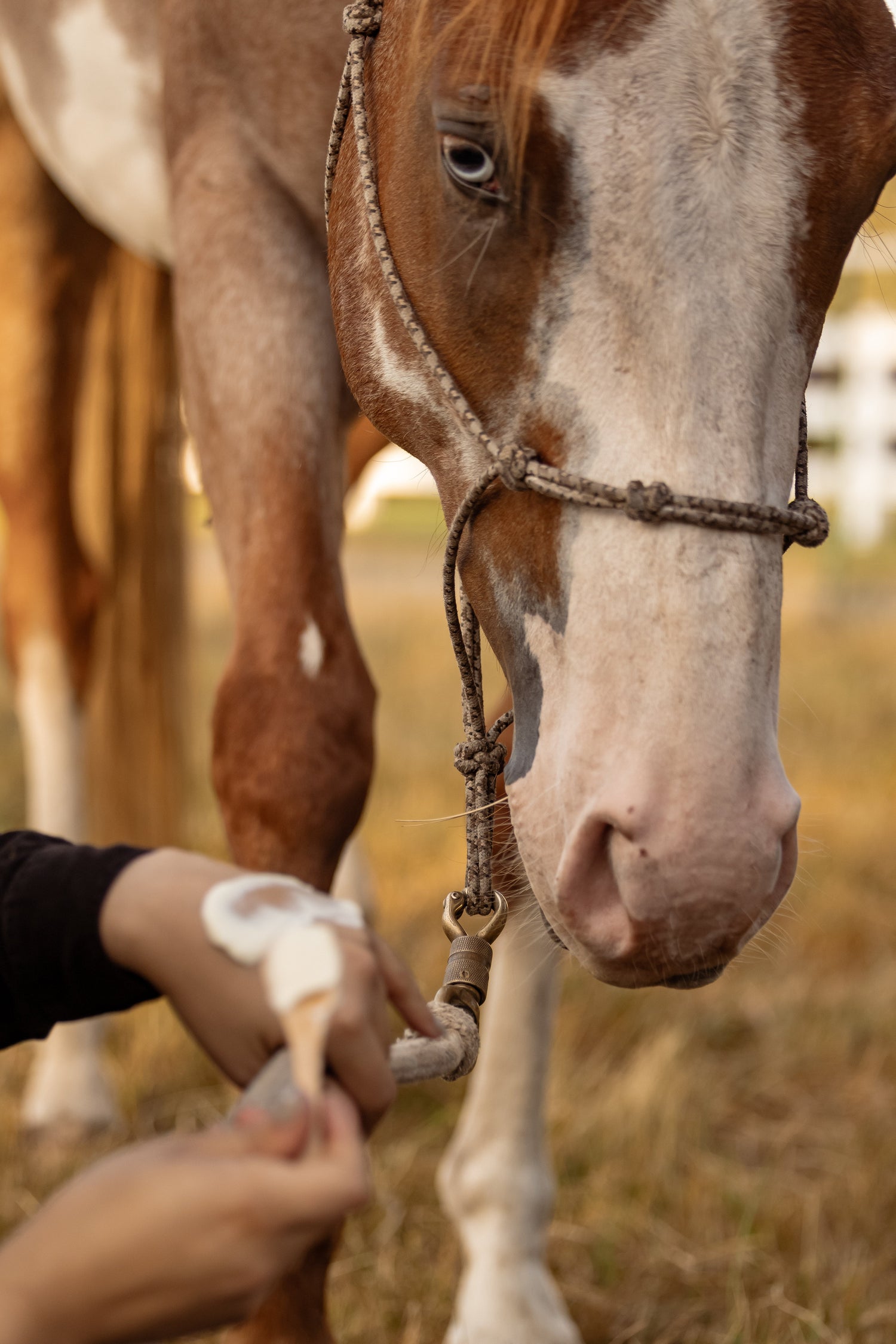The Ranch Roast - Coffee & Vanilla Infused Organic Whipped Tallow Moisturizer - My American Goods