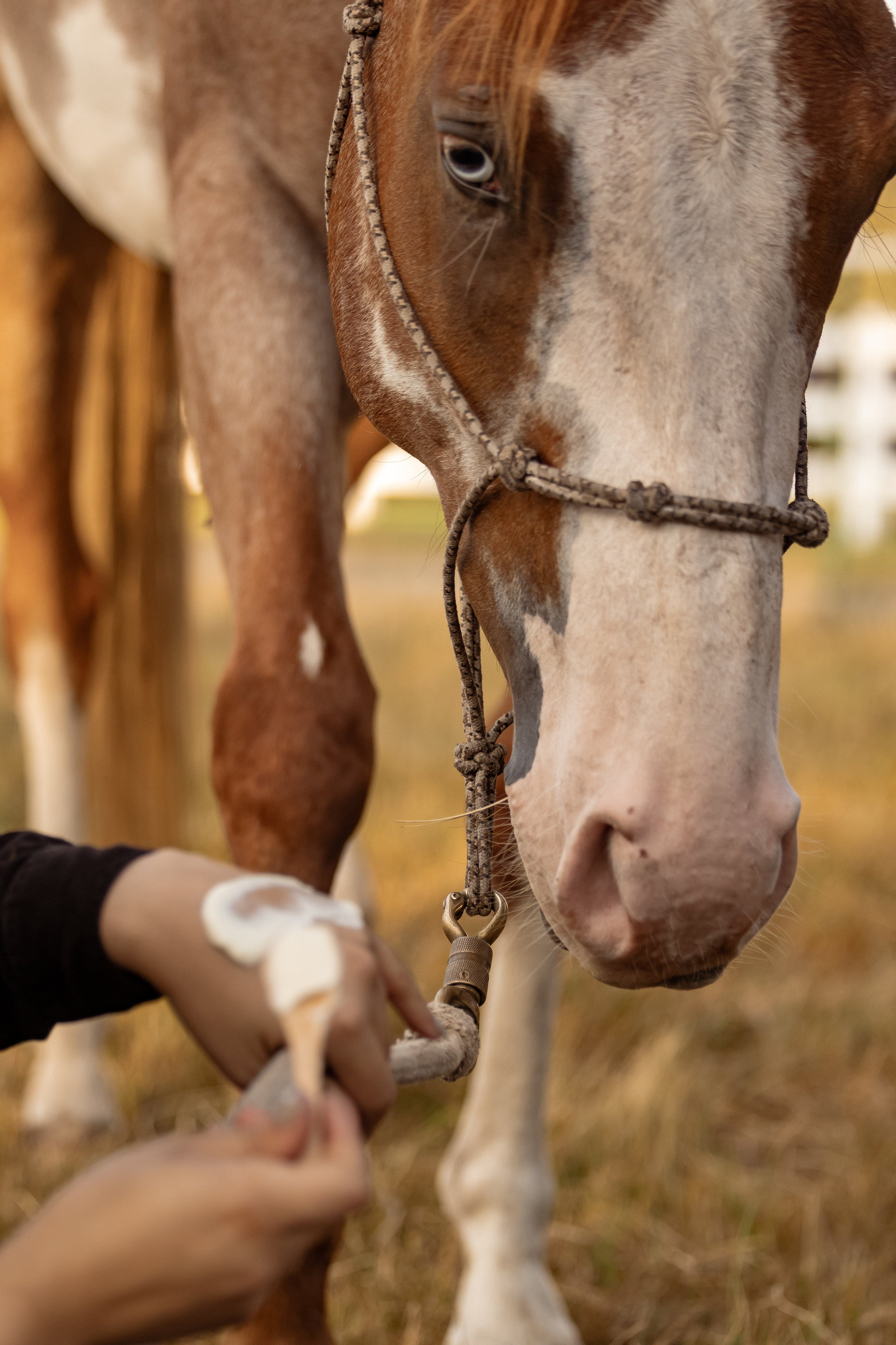 The Ranch Roast - Coffee & Vanilla Infused Organic Whipped Tallow Moisturizer - My American Goods