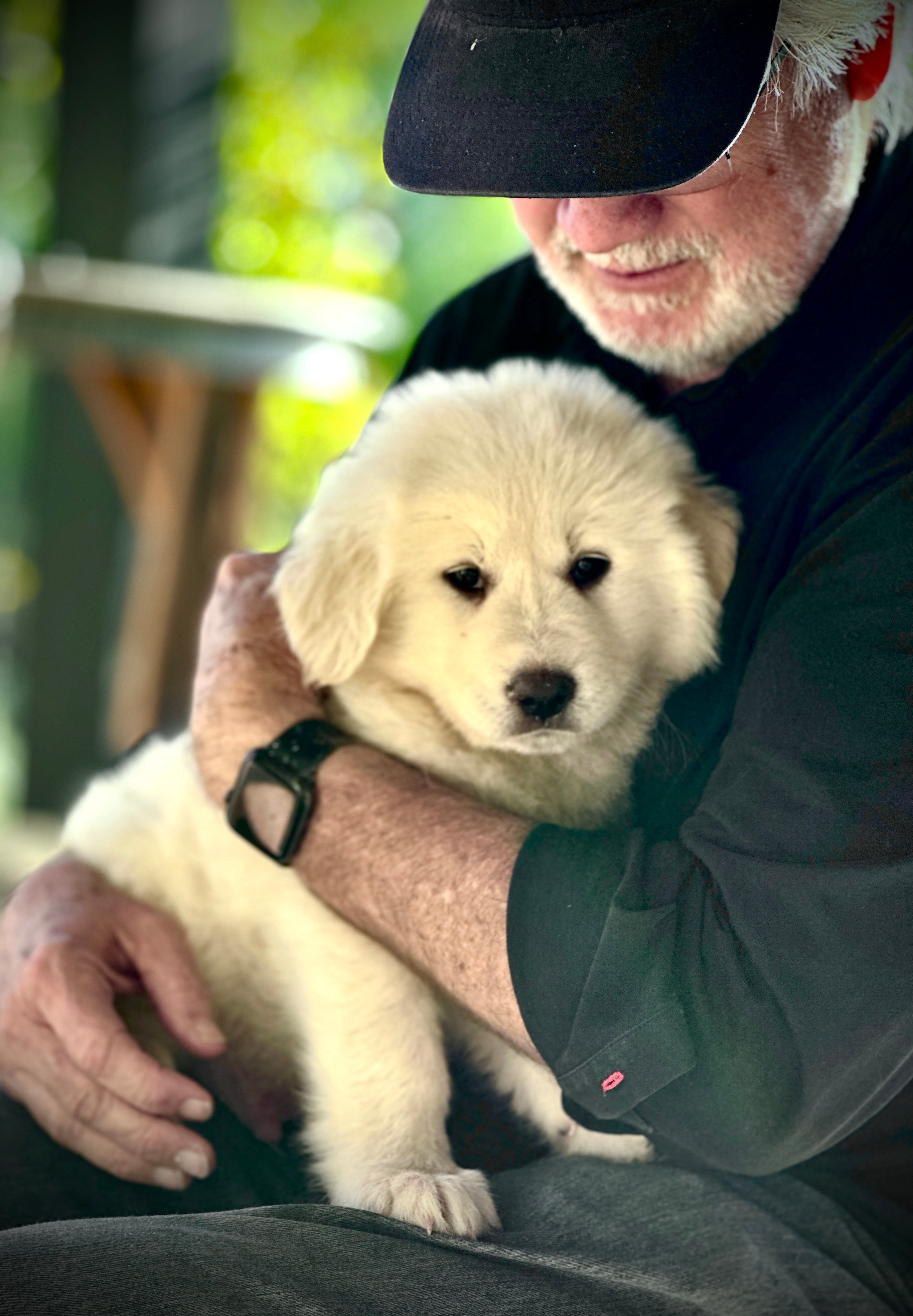 Lavender Dog Shampoo | 8 oz