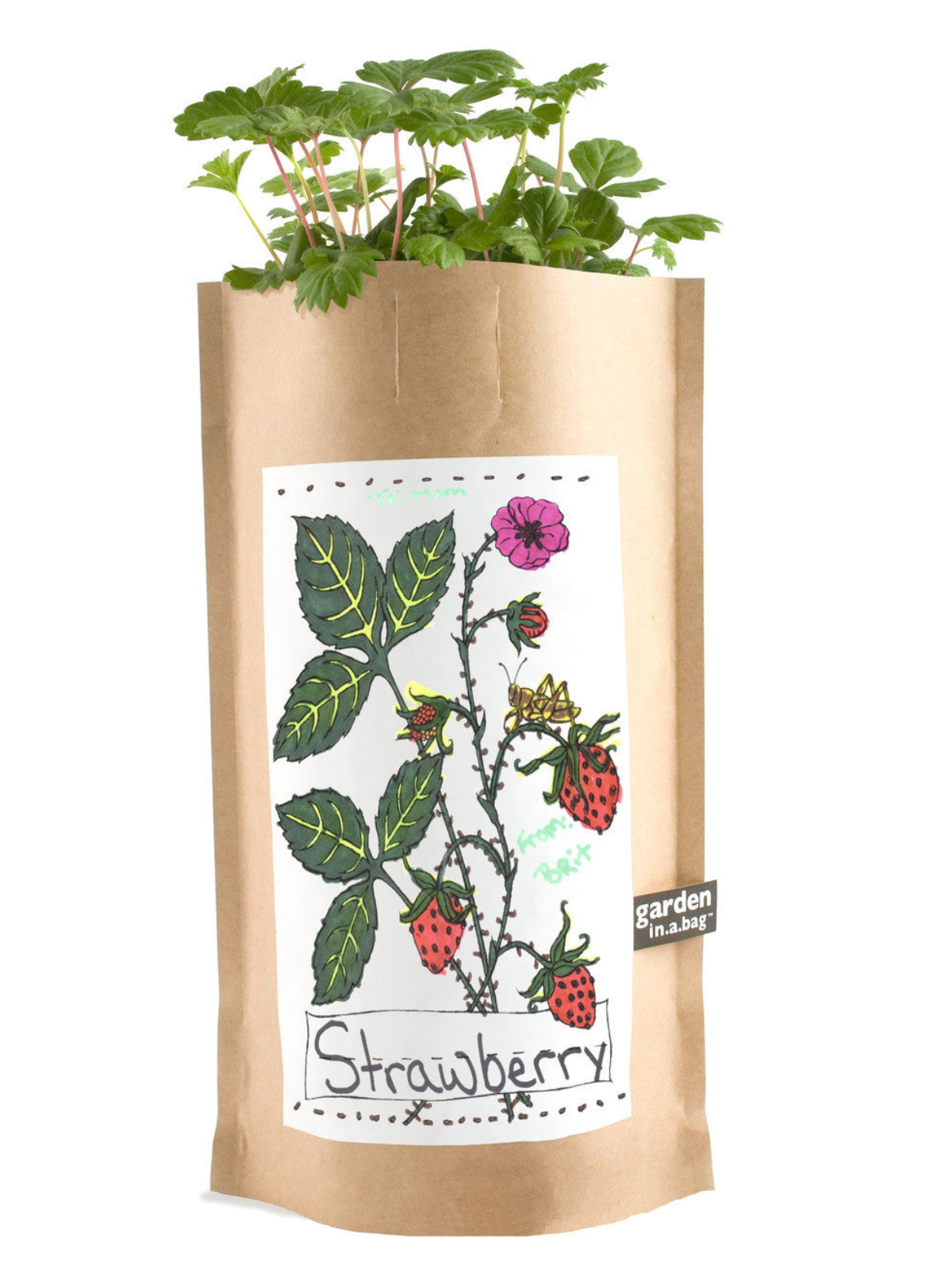 Garden in a Bag - Kids - My American Goods