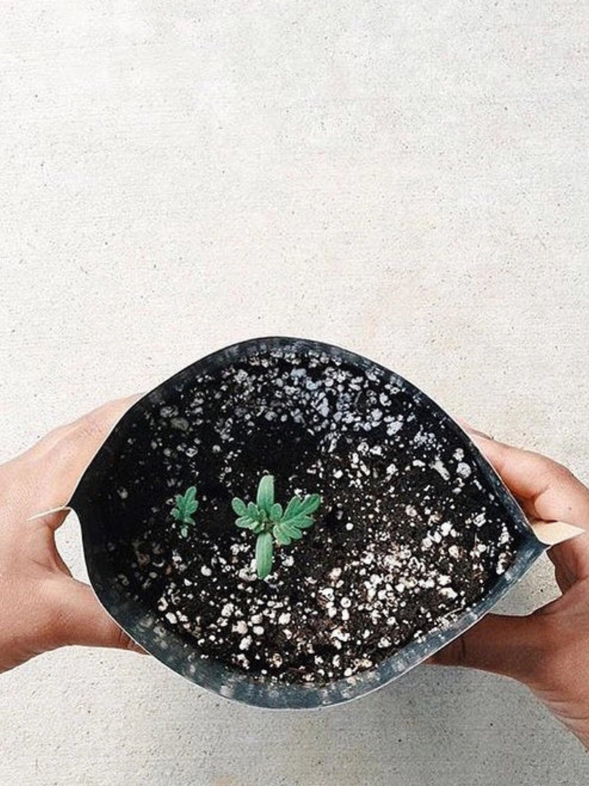 Garden in a Bag - Kids - My American Goods