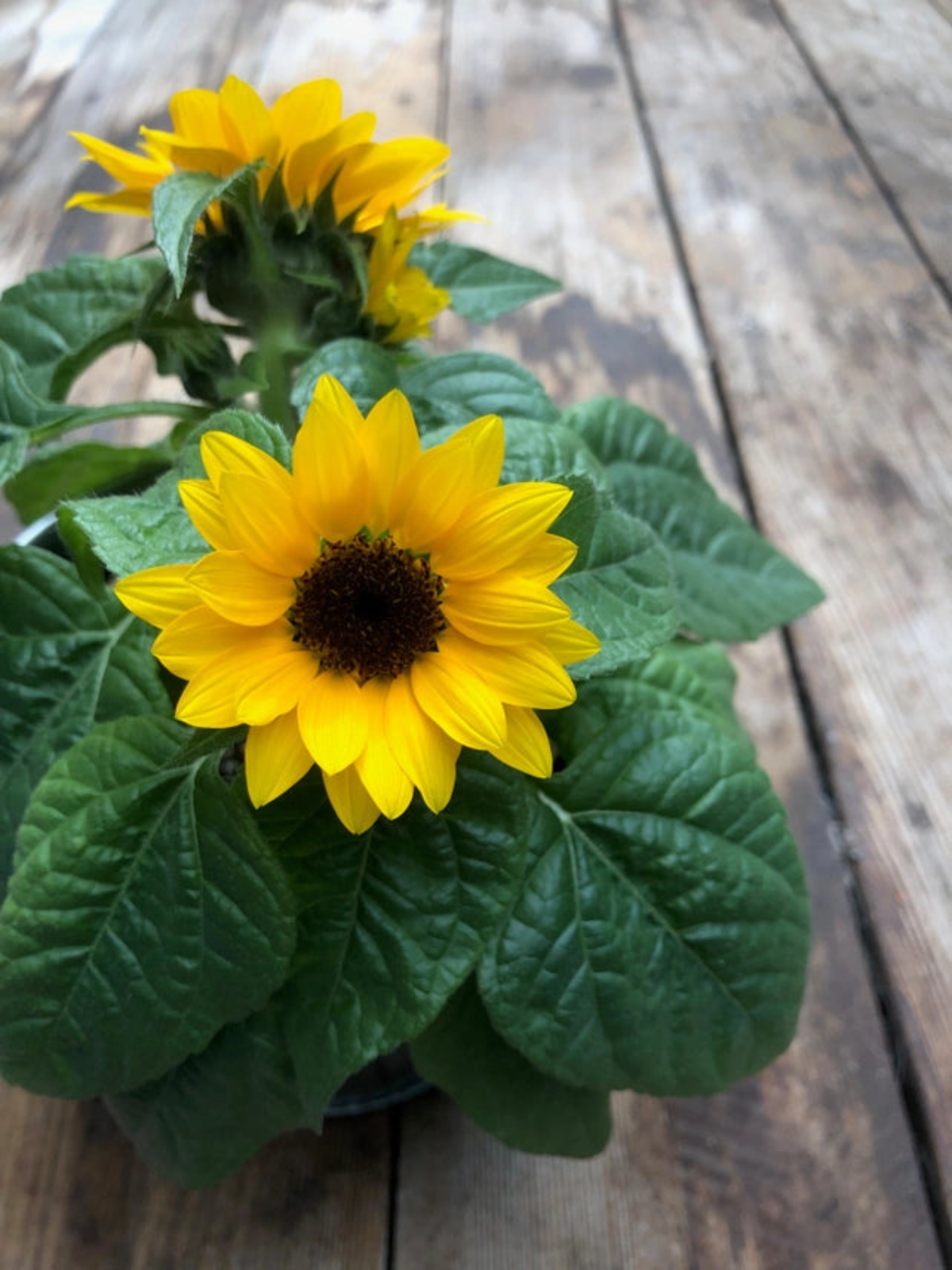 Garden in a Bag - Kids - My American Goods