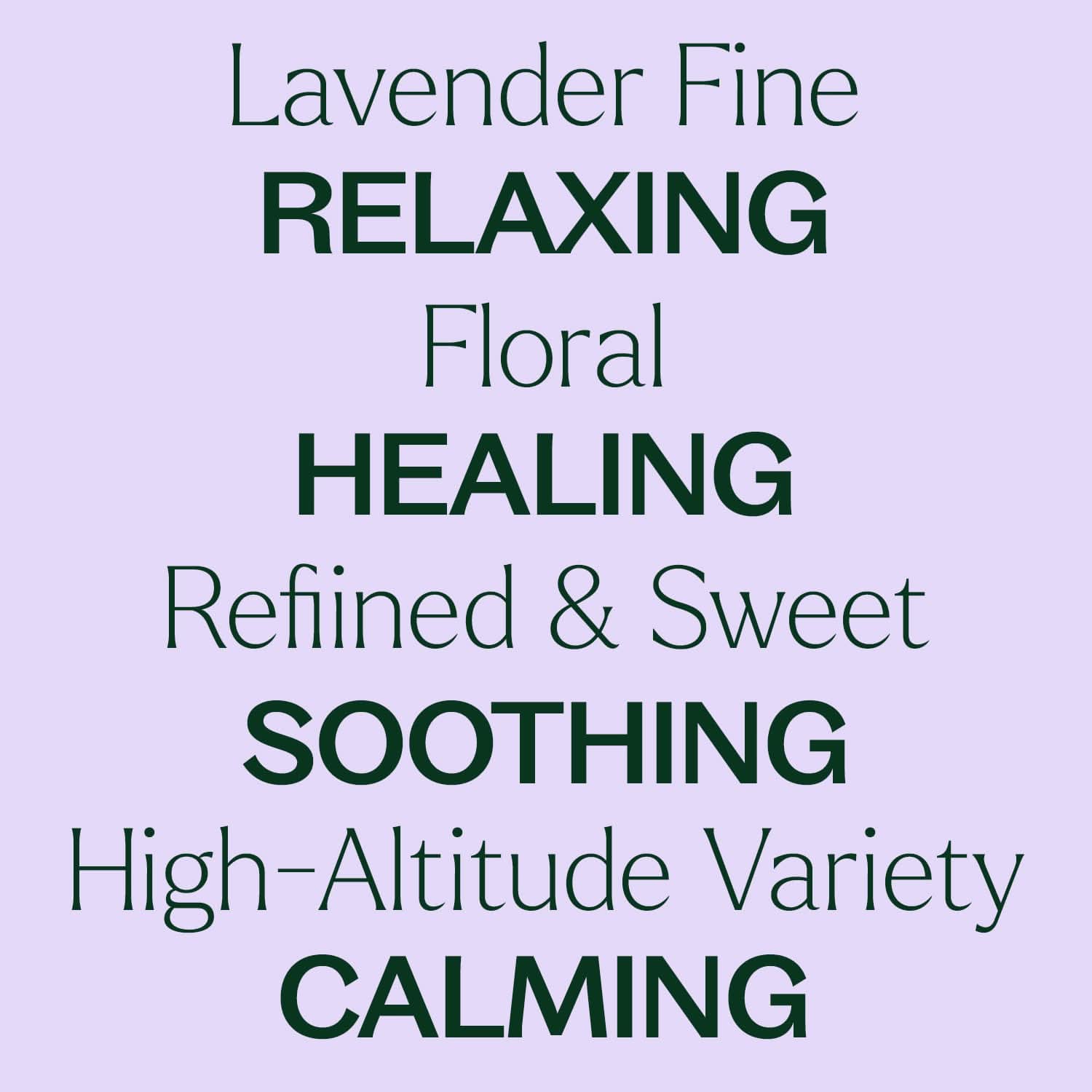 Lavender Fine Essential Oil - My American Goods