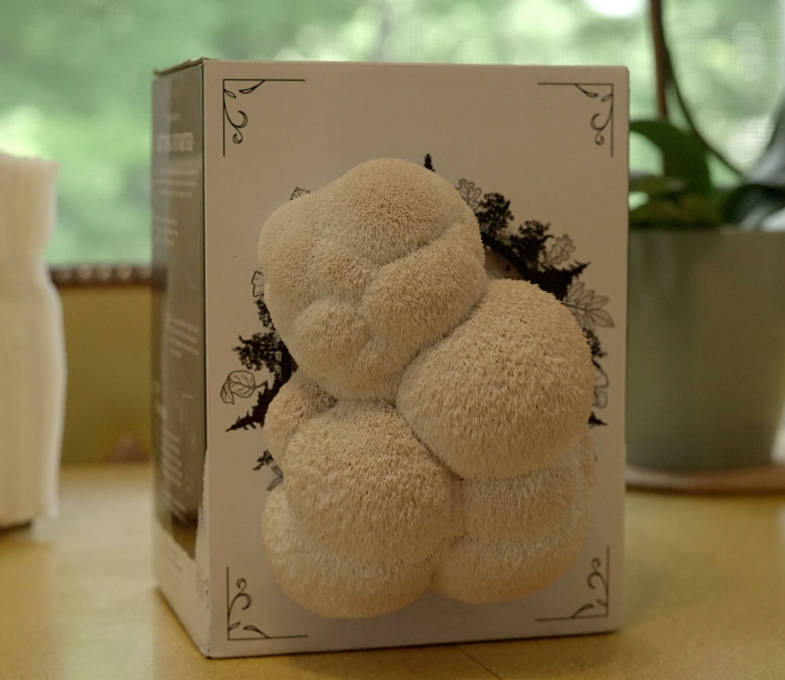 Hodgins Harvest Mushroom Growing Supplies Organic Lion&