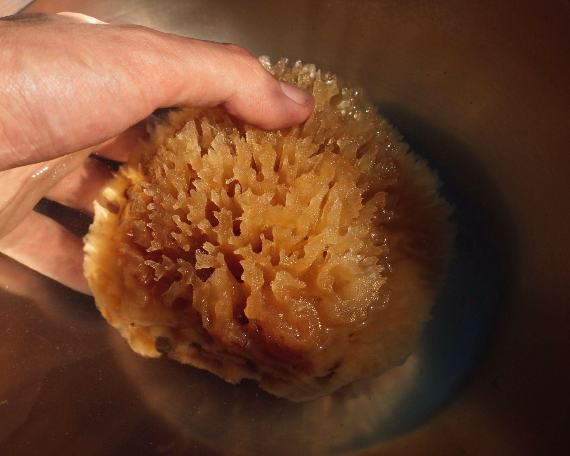 Sea Wool Sponge - My American Goods