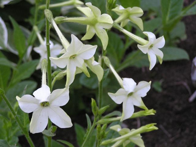 Jasmine Scented Nicotiana Seeds