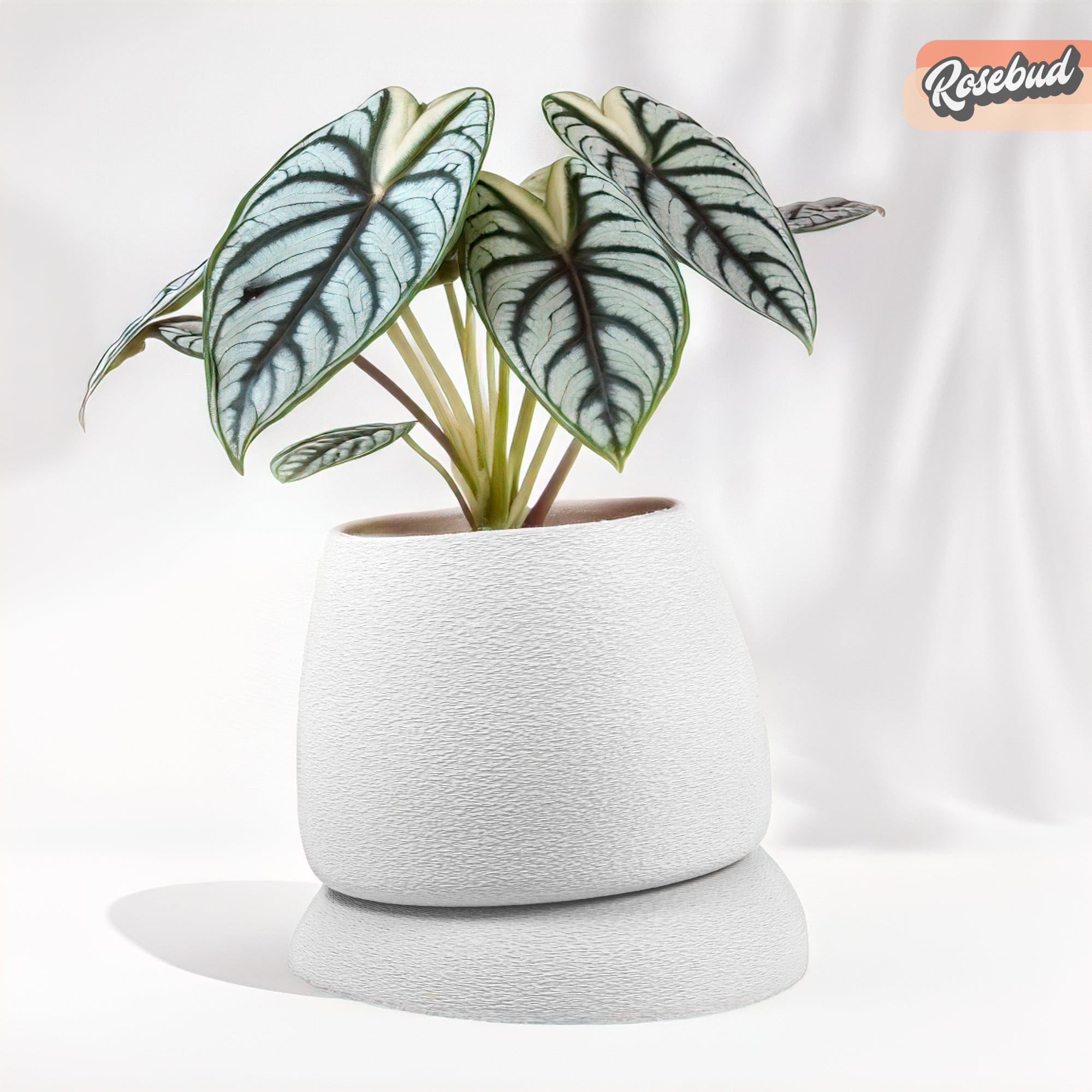 Rosebud HomeGoods Pots & Planters White / SMALL Nubium Planter