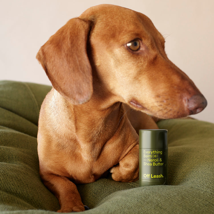 Dog featured in Always Off Leash Everything Balm lifestyle photography