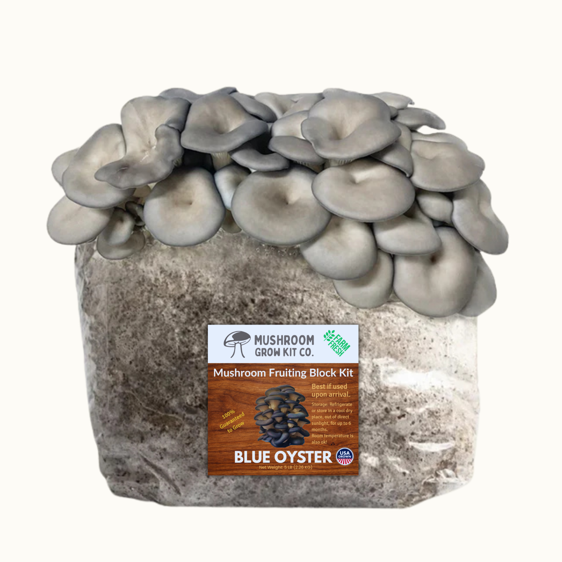 Premium Blue Oyster Mushroom Fruiting Block Grow Kit - 5 LBS - My American Goods