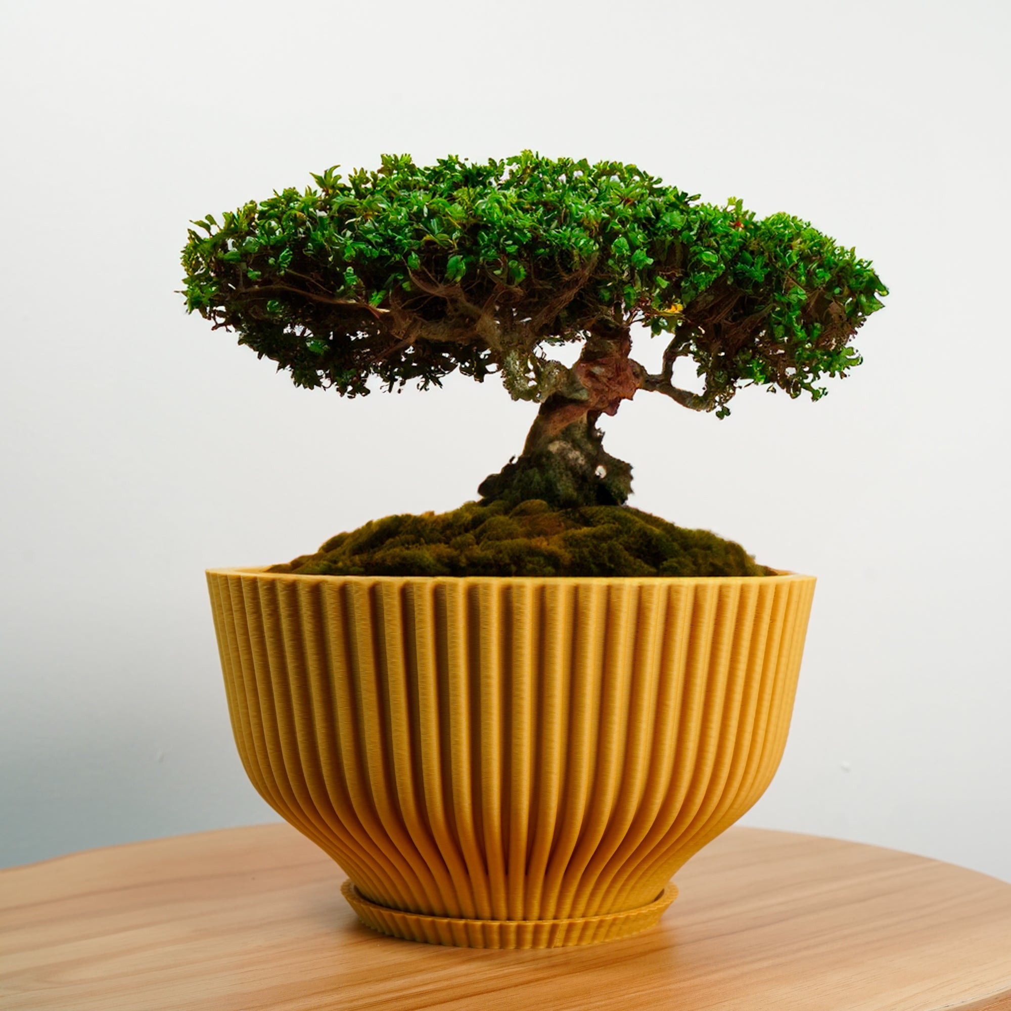 Bonsai Pot with Drainage & Tray - My American Goods