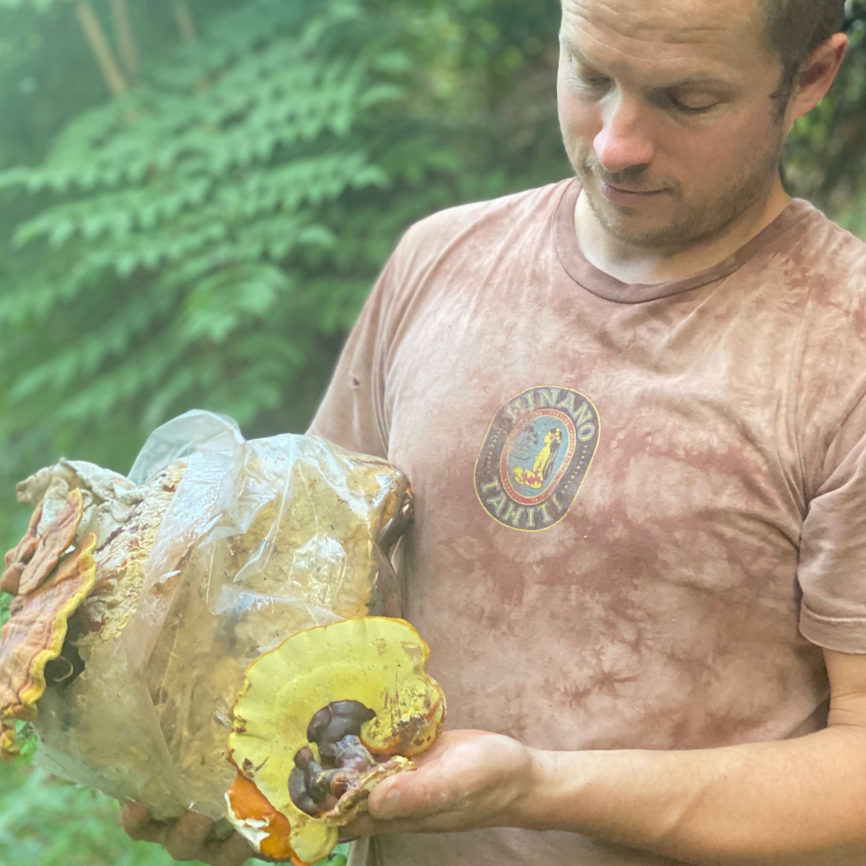 Hodgins Harvest Mushroom Extracts Lion&