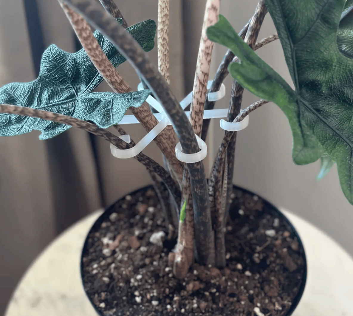 Rosebud HomeGoods Stem Support Plant Stem Supports