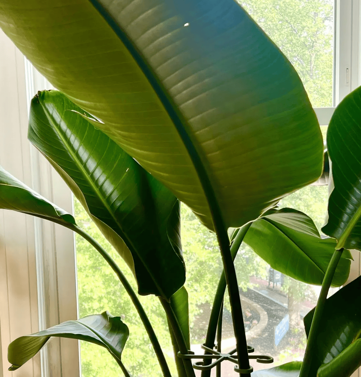 Plant Stem Supports - My American Goods